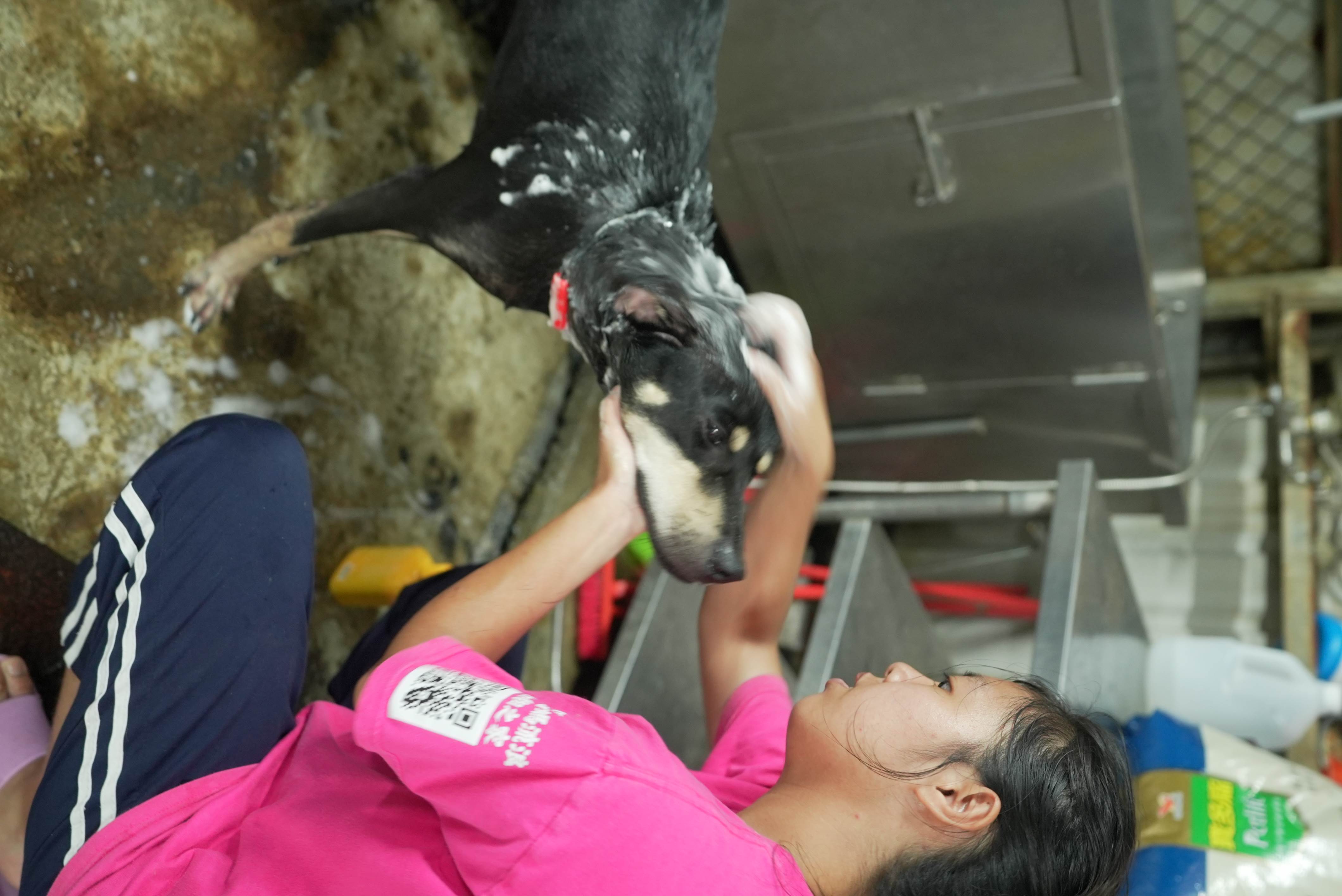 張媽媽狗園的義工細心為浪浪洗澡 。（圖／業者提供）