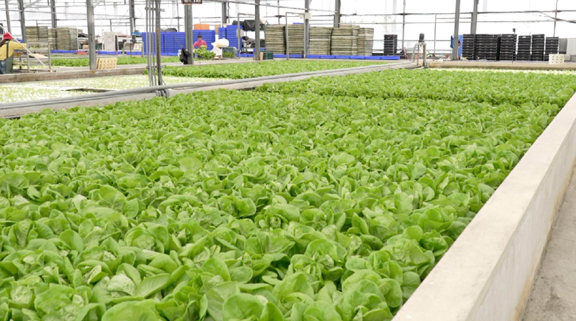 <a href='/search/tags/深水式水耕/' target='_blank'>深水式水耕</a>使用液體營養液，使蔬菜有充足的養分。