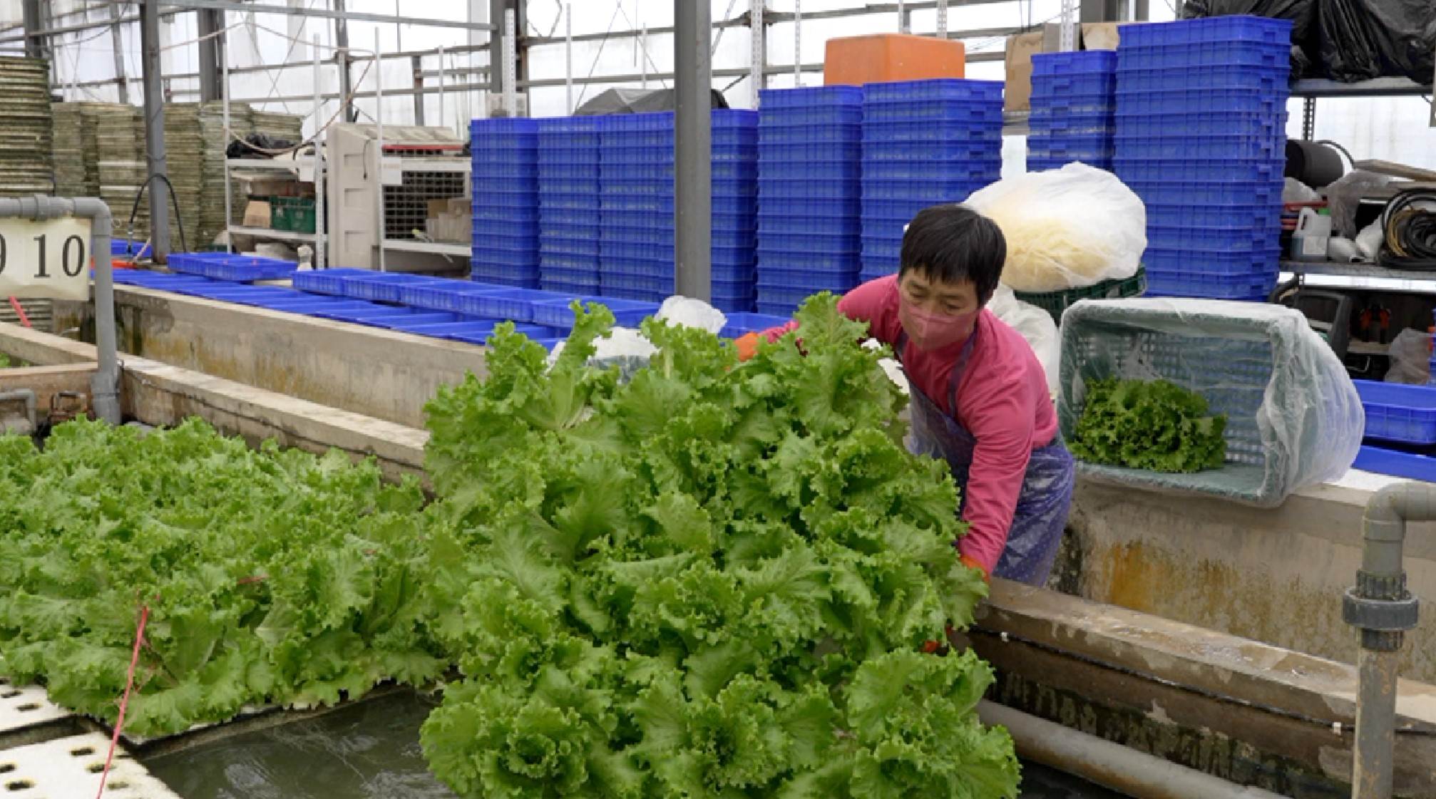 種植全程採用無土水耕與室內種植，減少蟲害與環境污染。