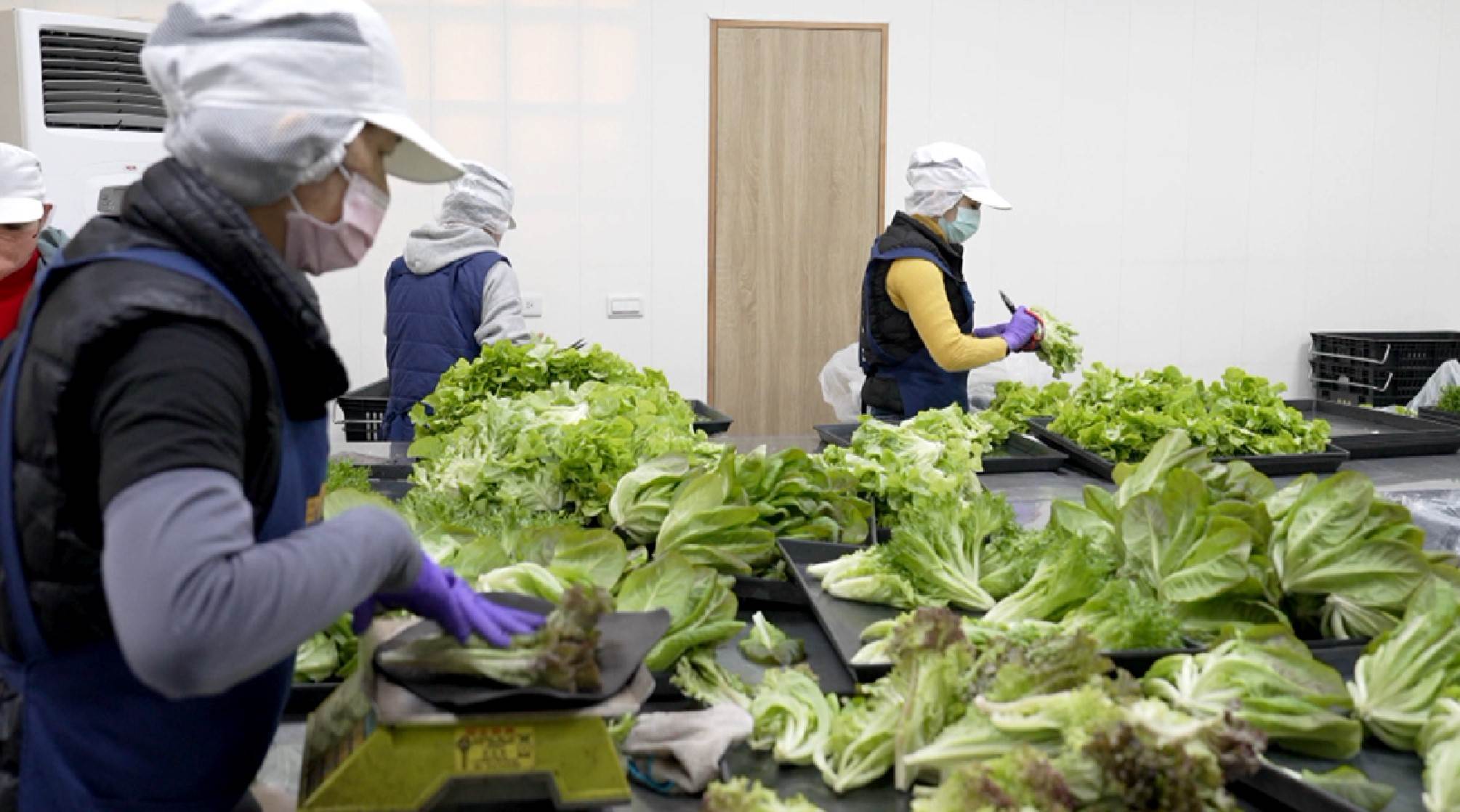 採收後的水耕蔬菜經過人工嚴格檢視，逐一確認品質才會進行包裝。