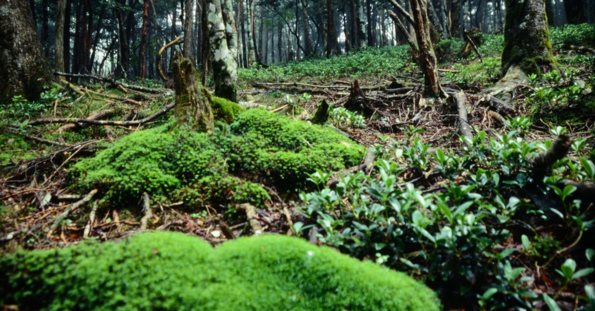 嫌犯清晨將同居的鍾姓女子痛毆致死後棄屍山區。（示意圖／photoAC）