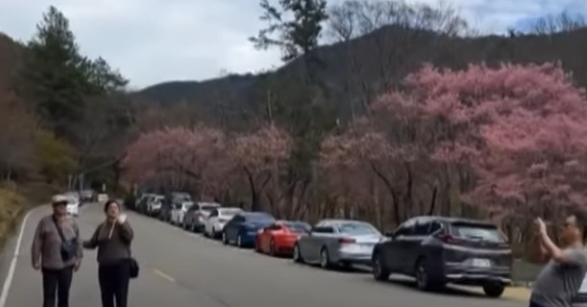 武陵農場3月2日結束櫻花季管制，沒想到3日一早就湧入大量車潮。（圖／東森新聞）