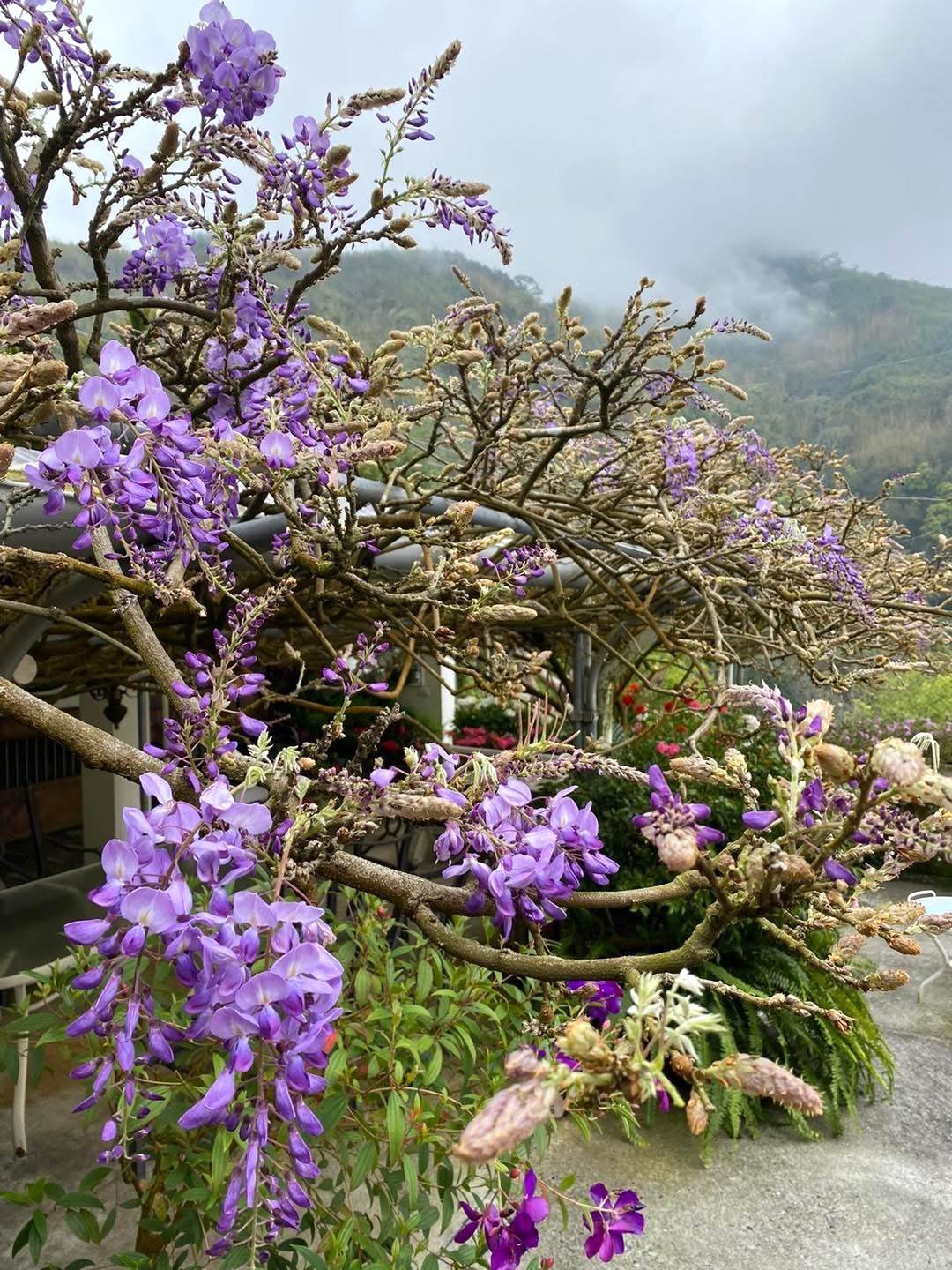 花況-阿喜紫藤民宿
