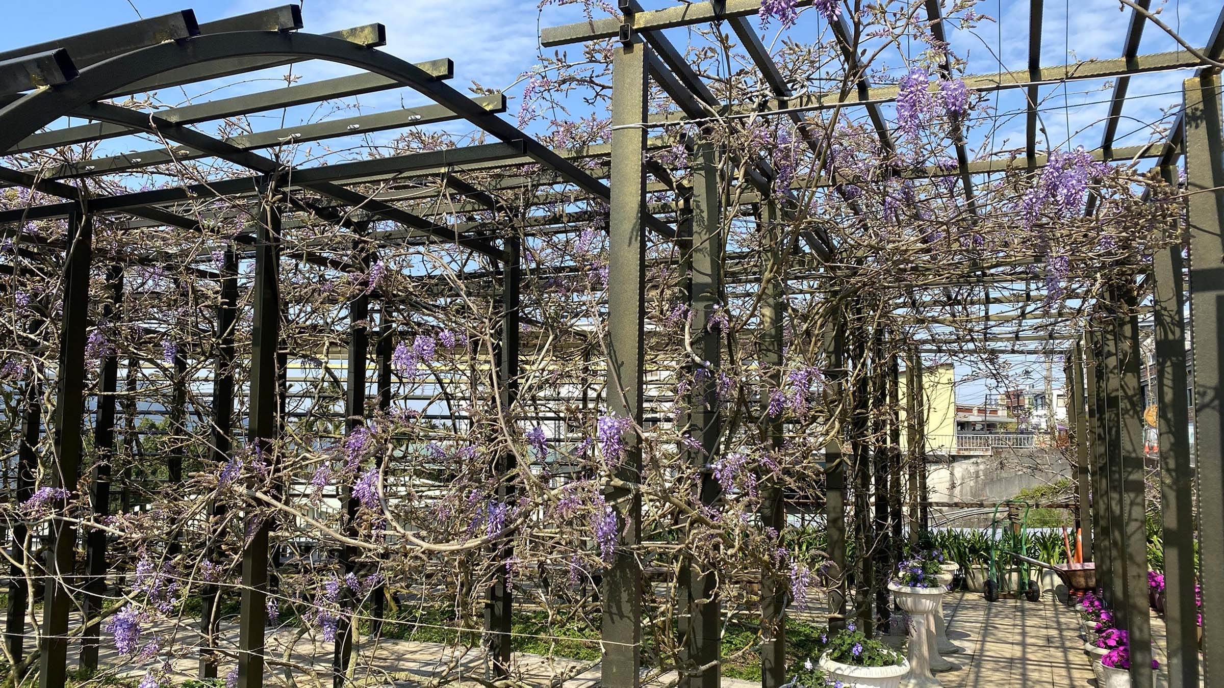 花況(瑞里茶壺民宿)