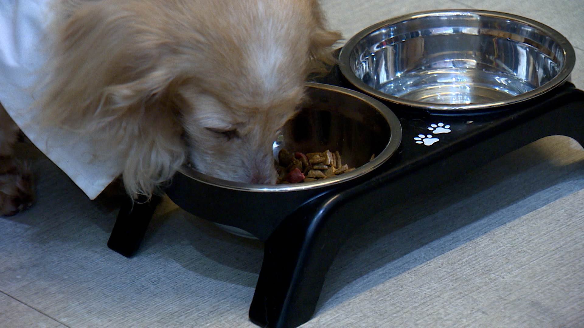 現今許多寵物糧食中添加了各種機能性成分來幫助毛小孩的健康。（圖／東森新聞）