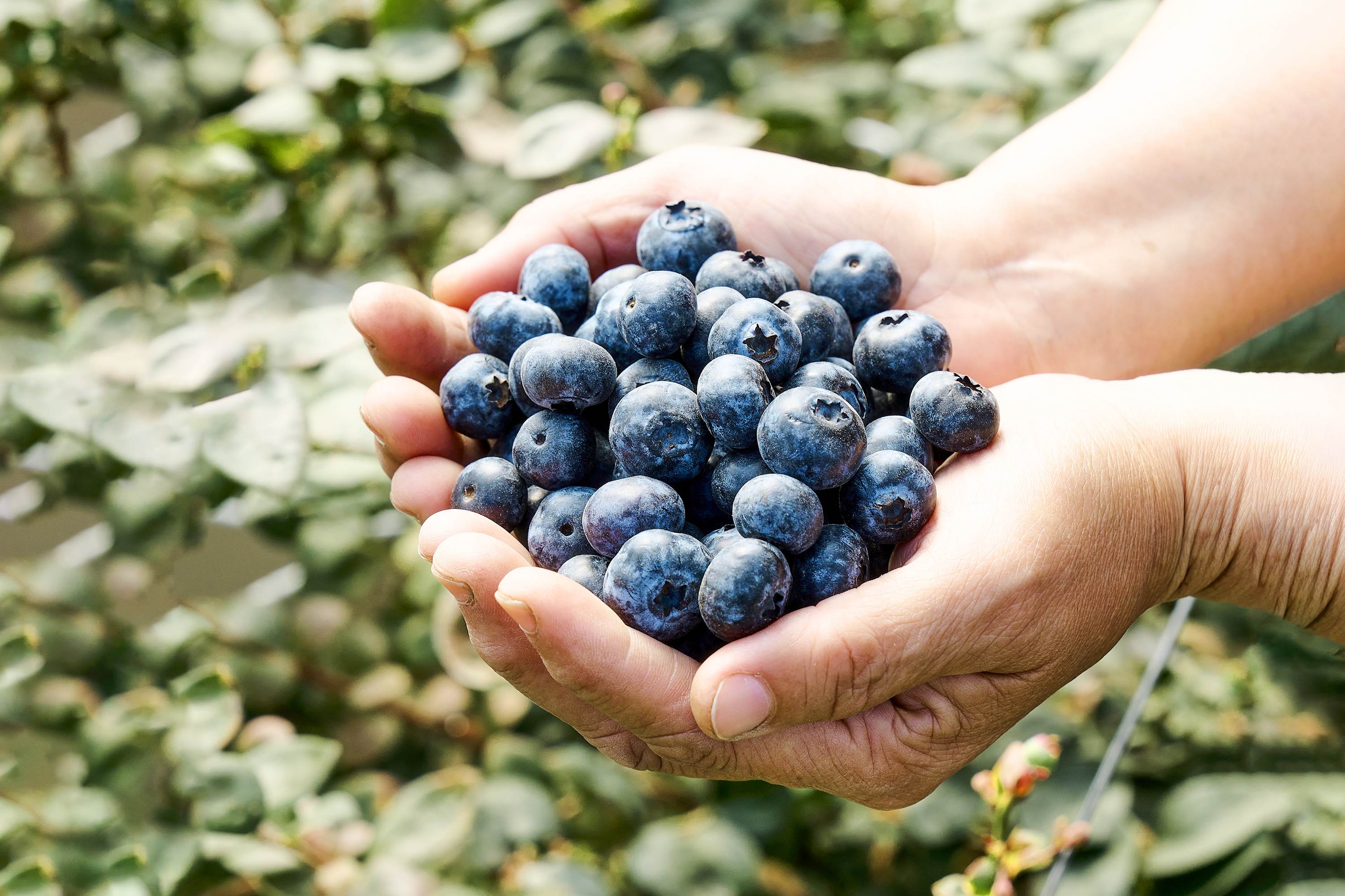 今年產季短暫，預計採摘到四月底，把握時間品嚐。 （圖／山丘藍提供）