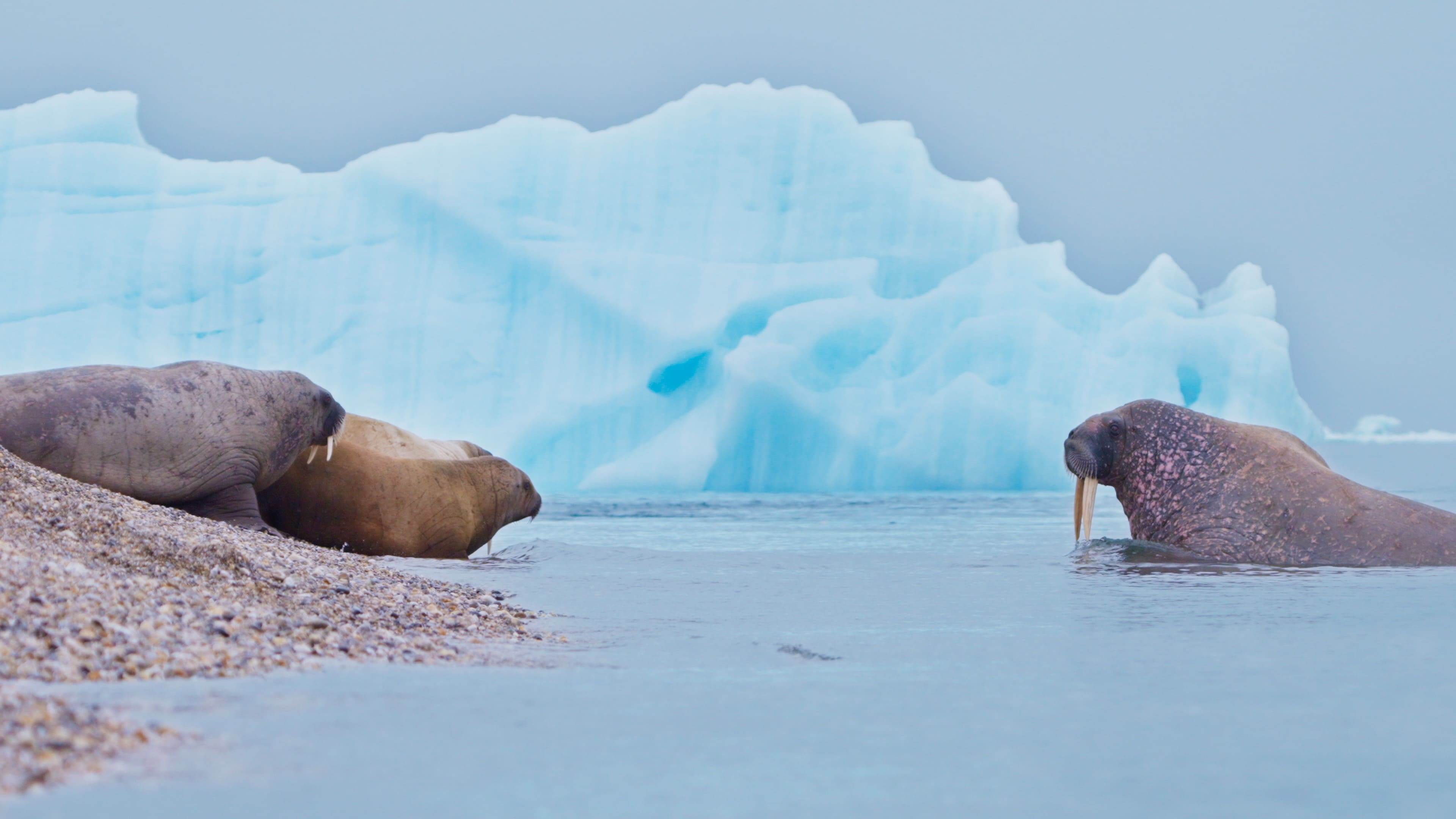 巨大的海象是北極獨有的動物。／東森電視提供