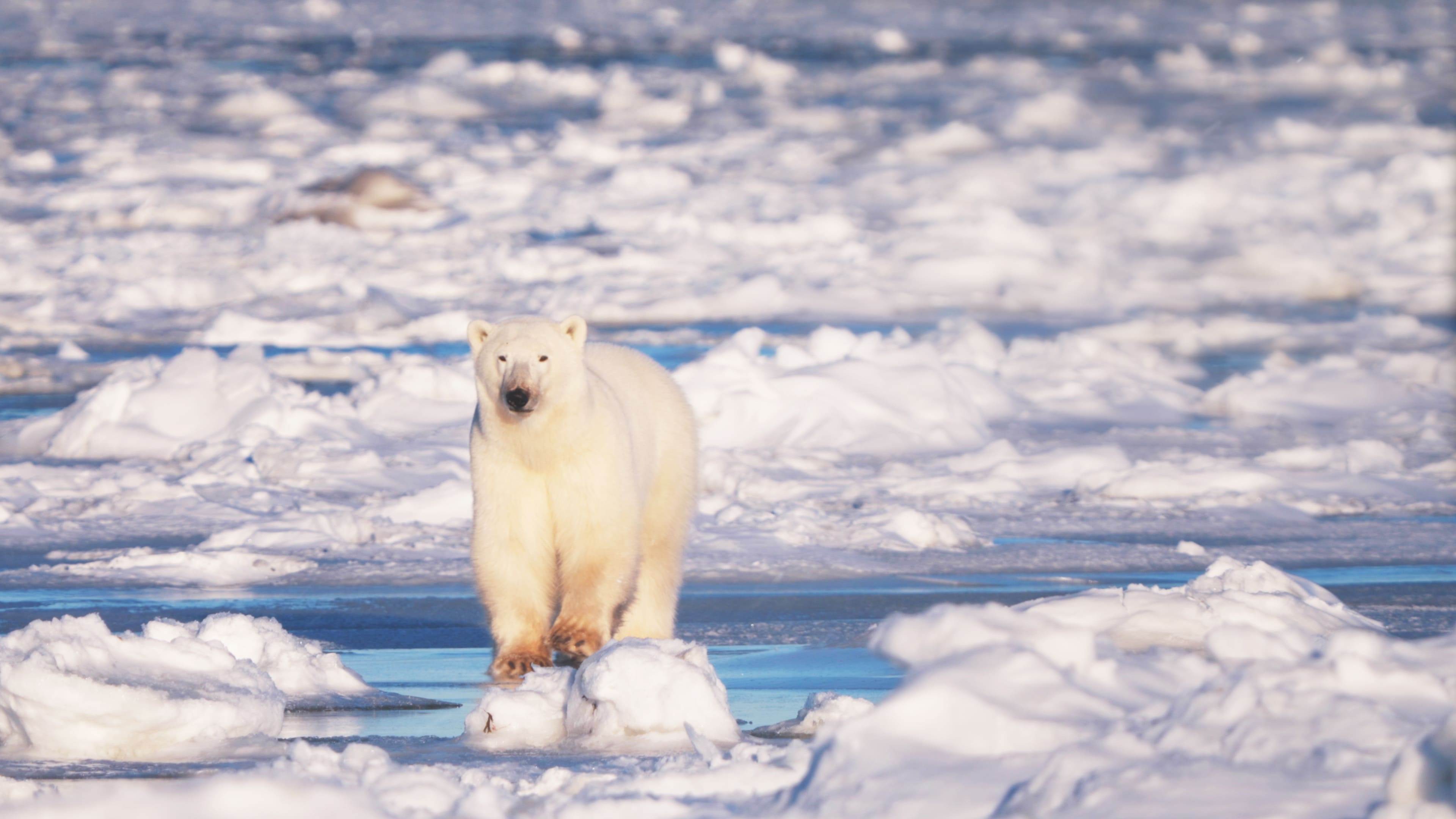 <a href='/search/tags/北極熊/' target='_blank'>北極熊</a>站立於僅存的冰層。／東森電視提供