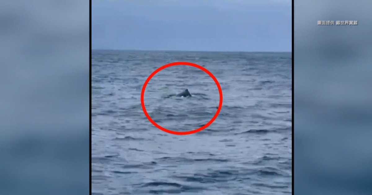 大翅鯨在花東外海洄游，花蓮賞鯨船再度發現牠們的蹤影。（圖／鯨世界賞鯨提供）