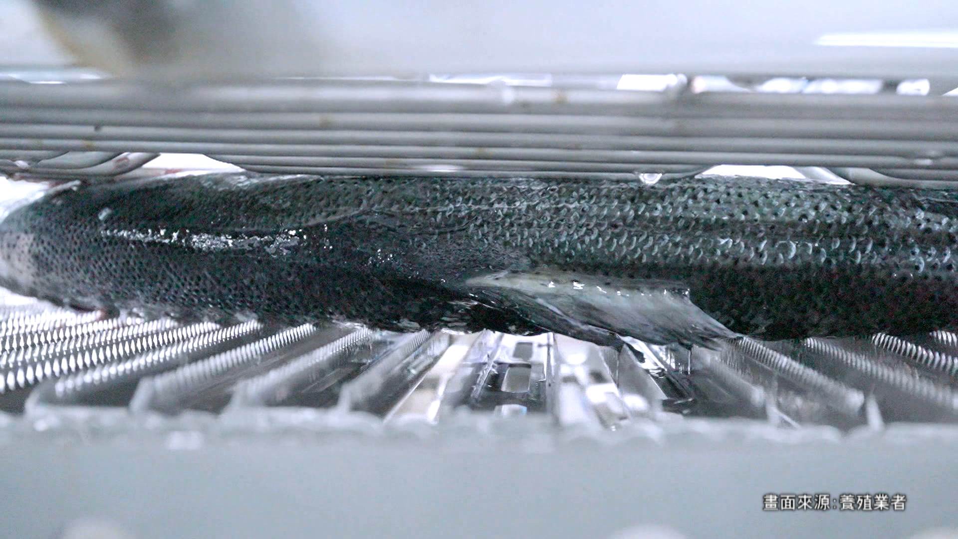 ▲水刀式去鱗技術能更精準、快速地去除魚鱗（圖片來源/口湖漁類生產合作社）。