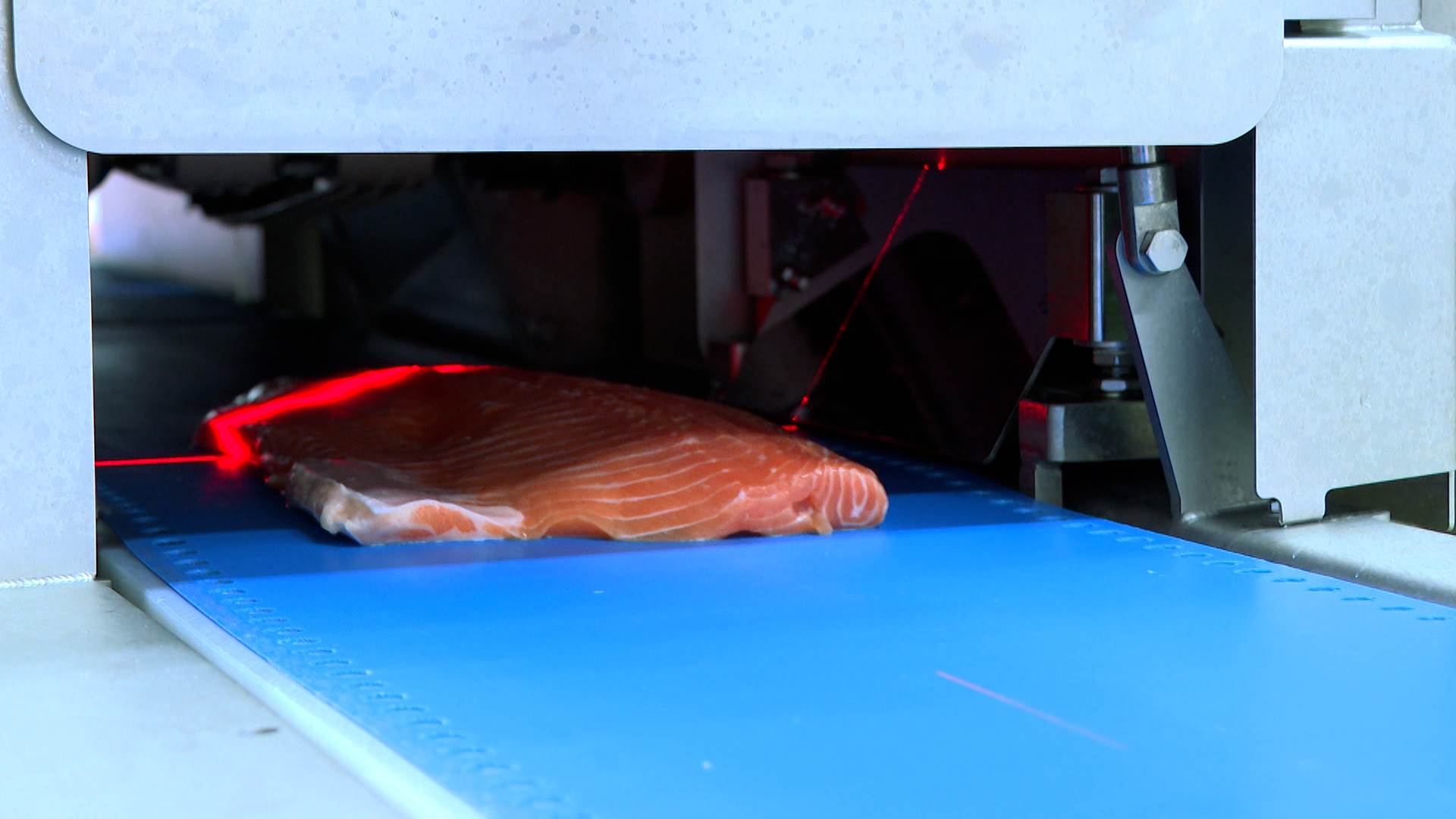 ▲ 紅外線定量切割透過高科技紅外線感應測量，確保每片鮭魚重量均勻。