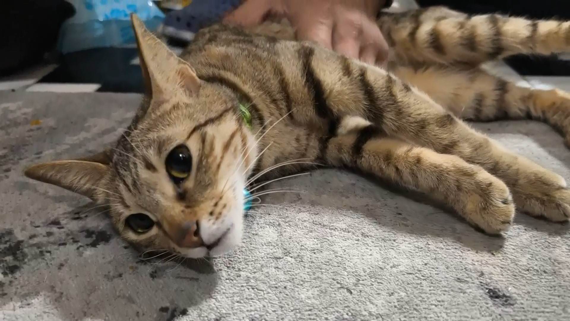 #1_Channel 3---2025_04_07---12_20_40---H264 8 bit---209---split009.mp4_snapshot_09.06.513