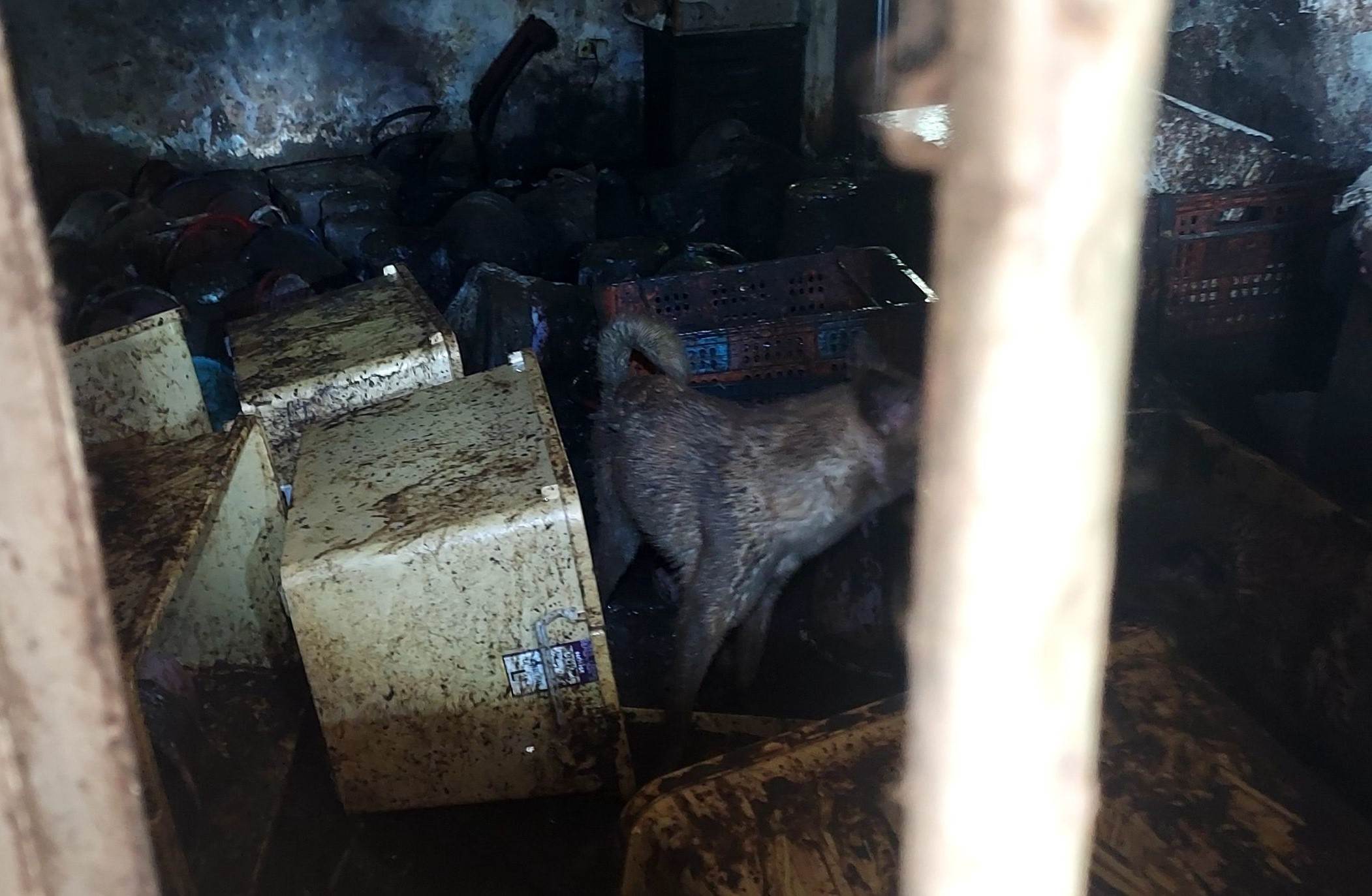 6犬隻住在排泄物與汙泥中。