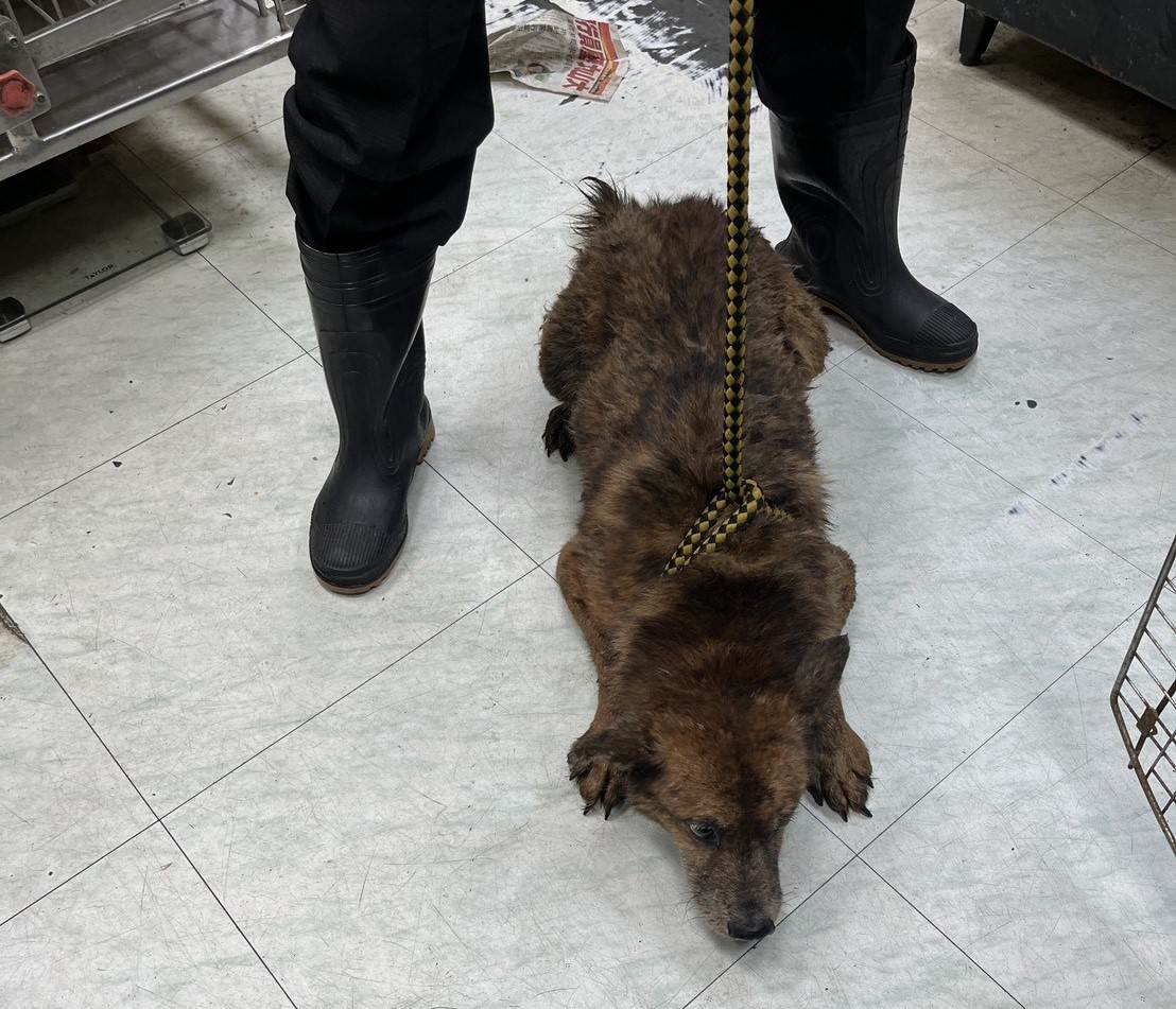 犬隻長期缺乏缺乏運動與社會化機會，嚴重影響身心健康。