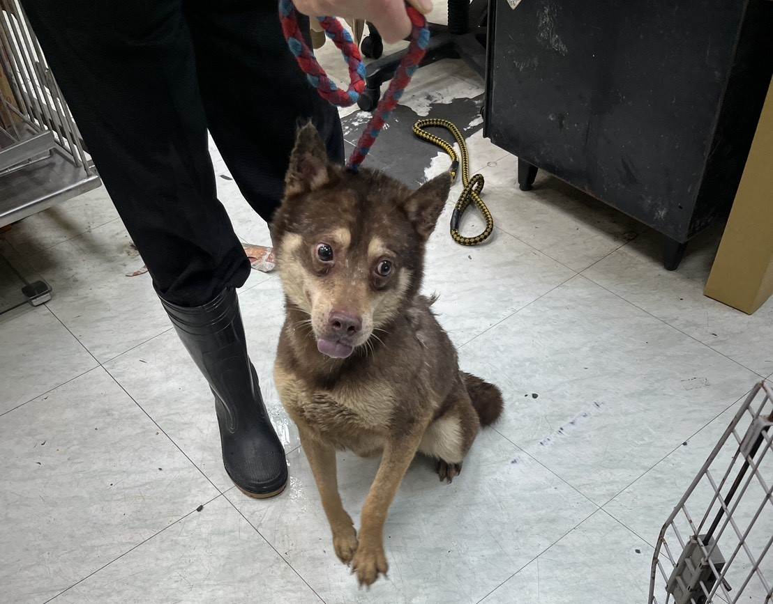 犬隻送醫後經檢查營養不良、體內感染、虛弱無力犬隻長期缺乏缺乏運動與社會化機會，嚴重影響身心健康。