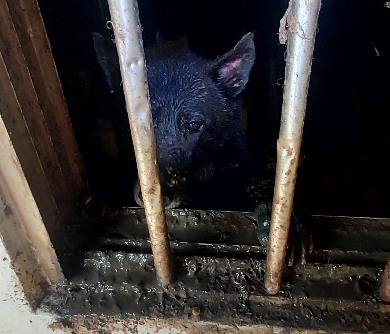 犬隻長期關在屋內，未提供戶外活動時間。