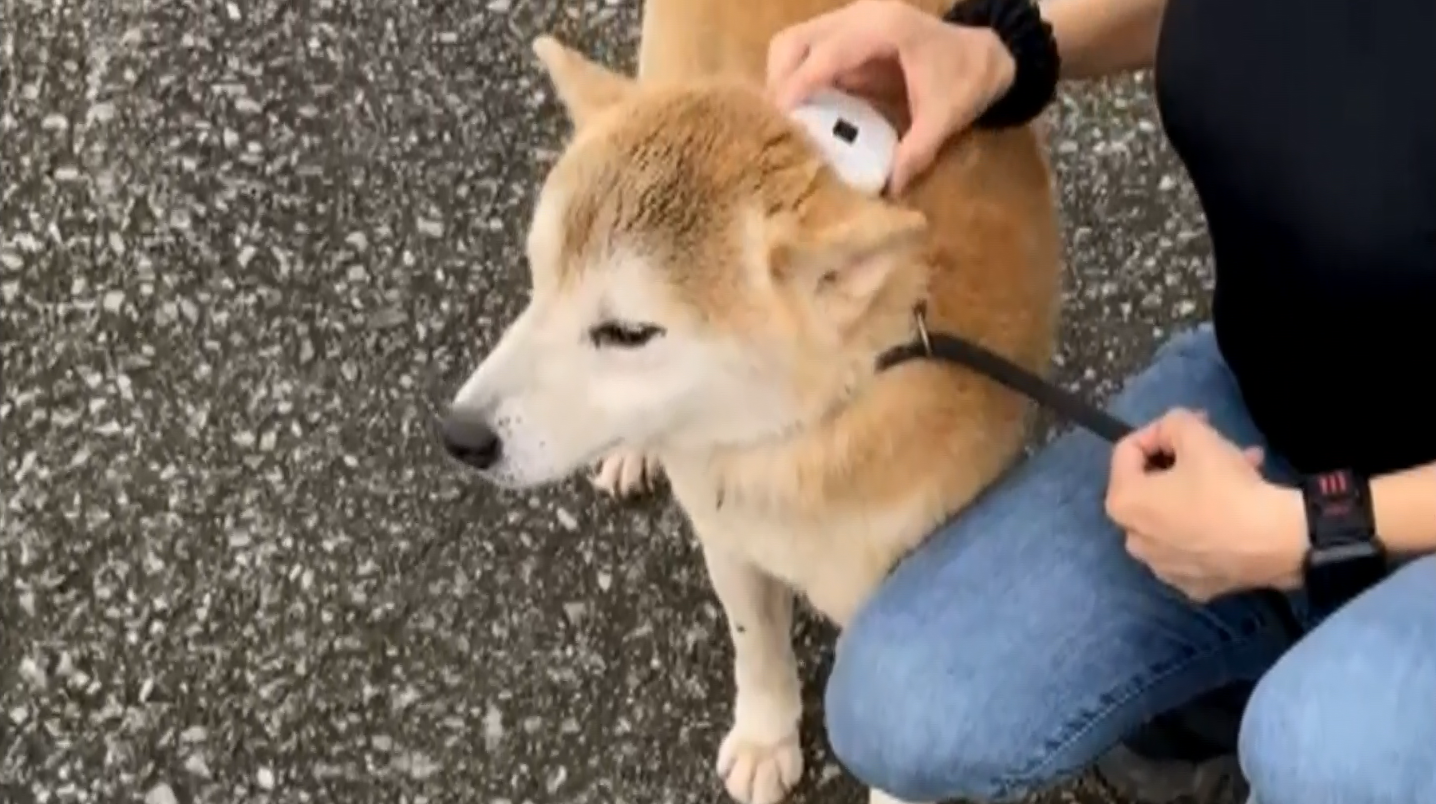 柴犬