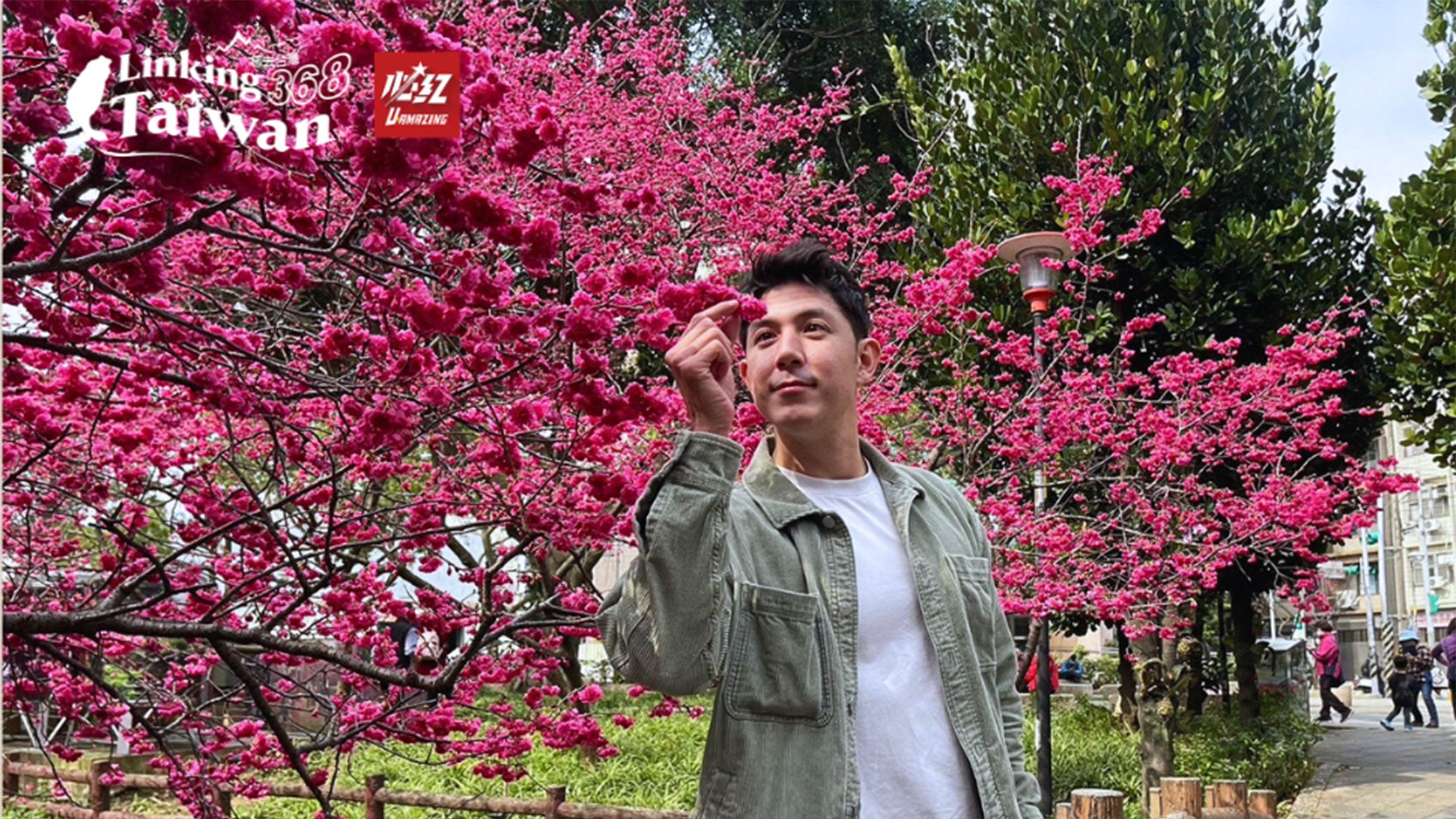 置身於桃園中壢的粉紅櫻花海！這片隱藏版公園讓舞陽如夢似幻，櫻花綻放的季節限定，真是幸運與美麗的巧合！（圖／《Linking 368 Taiwan 恁去台灣》提供）