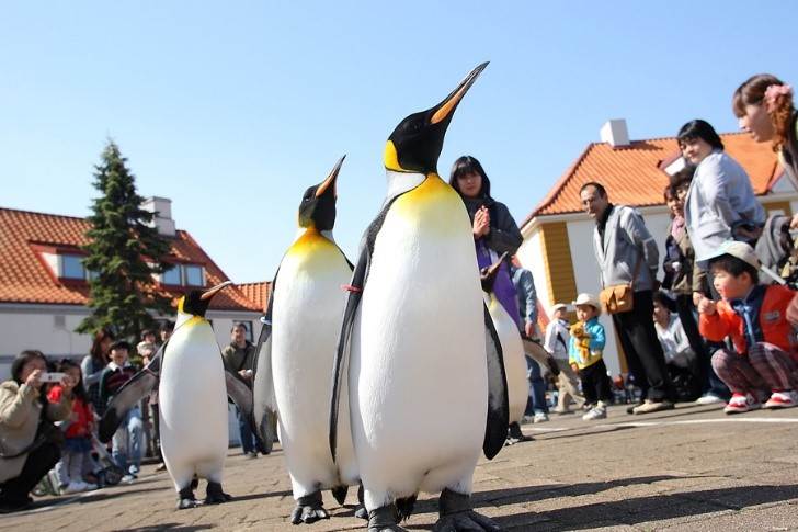 尼克斯海洋公園觀賞超萌企鵝大遊行。