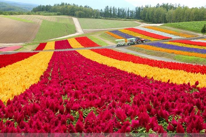 富田農場感受數萬株薰衣草與彩色花毯鋪展山丘的壯觀景象。