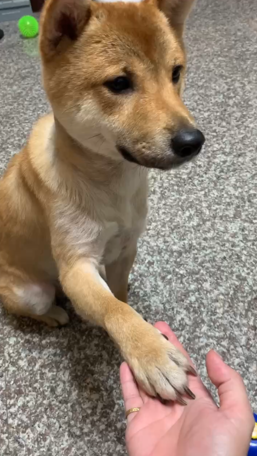 一隻在散步中的柴犬「寶哥」遭一隻未繫繩的比特犬猛烈攻擊。（圖／東森新聞）