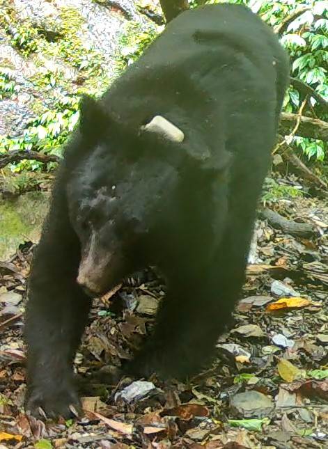 黑熊入侵卓溪禽場掠食雞、犬，林業保育署連夜啟動強力驅趕。-1