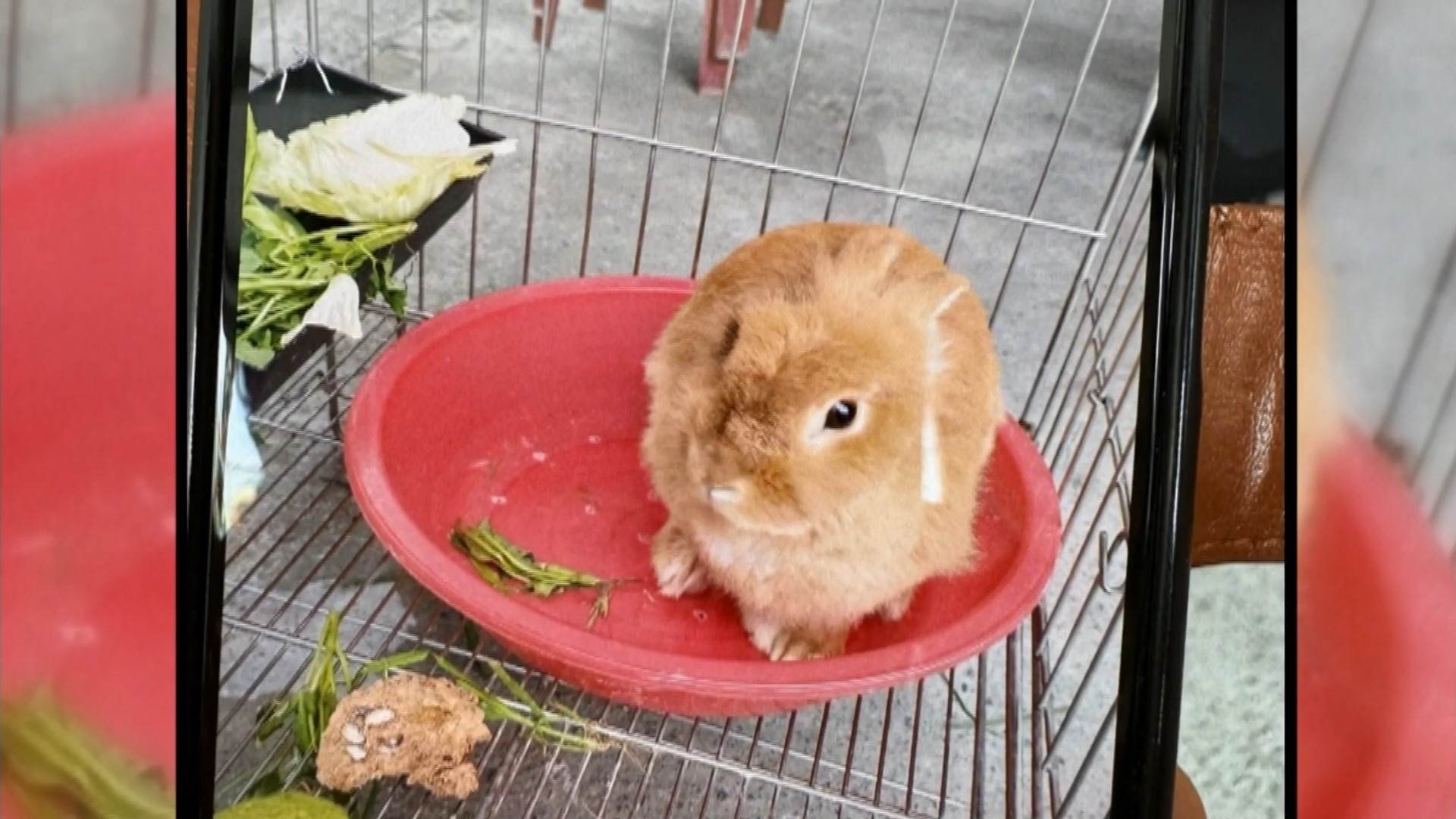 #1_Channel 3---2025_04_19---18_10_40---H264  8 bit---233---split014.mp4_snapshot_04.43.232