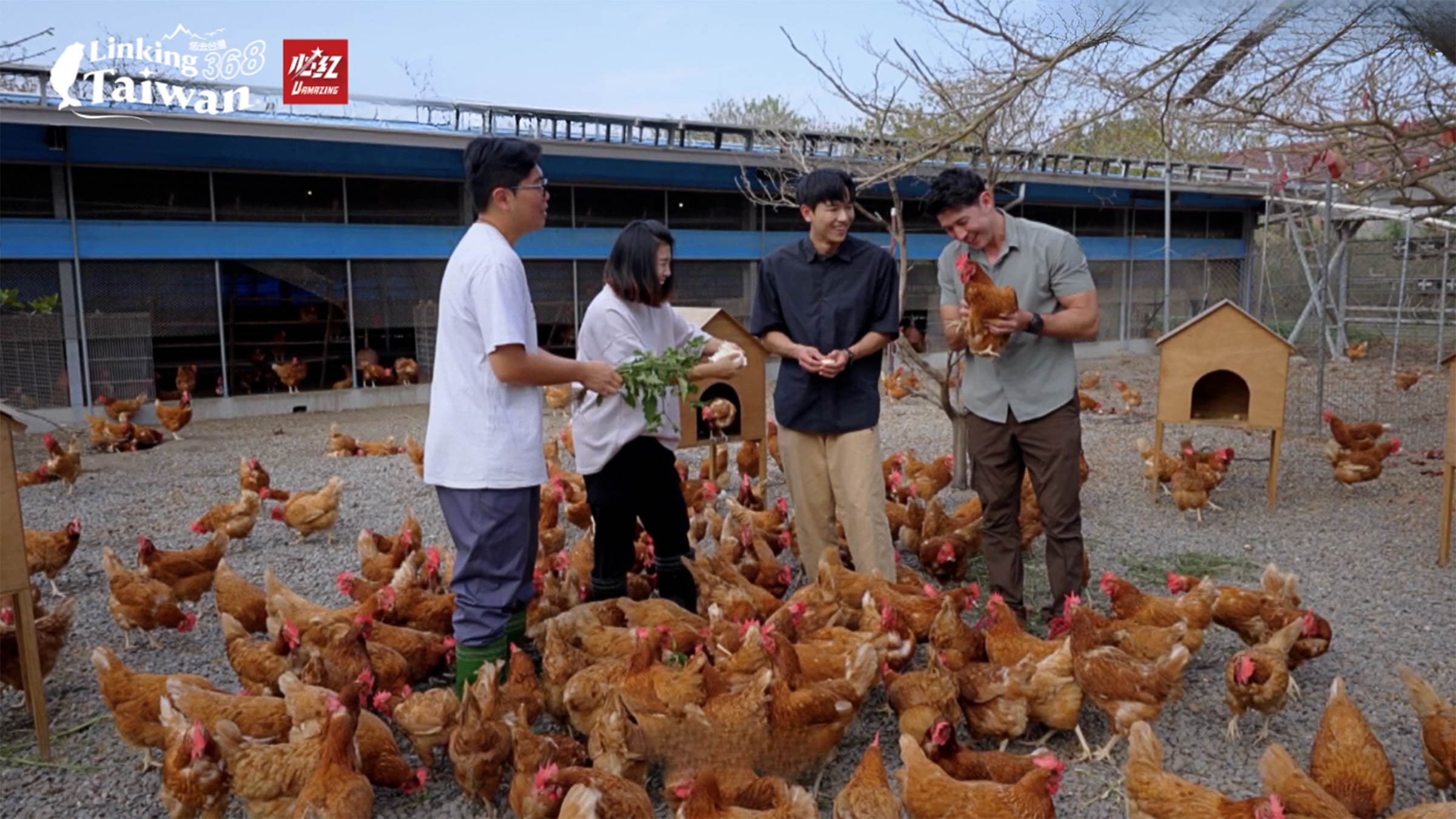 這種最自然的飼養方式，正是長短樹放牧蛋的最大特色，也讓其成為追求健康與天然食材消費者的首選。（圖／業者提供）