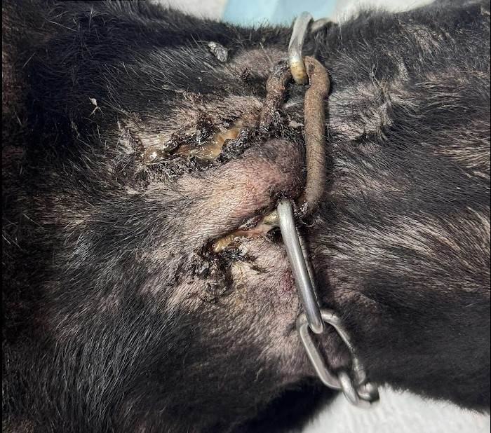 犬隻不當飼養導致鐵鍊卡入脖頸肉_0_0