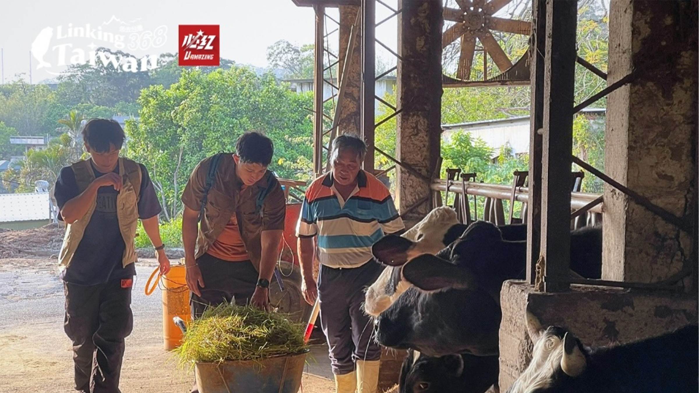畫面轉到乳牛舍，三人準備餵牛，陳大哥帶著他們來到牛群前，拿起剛割好的牧草，開始餵養乳牛。牛兒們對這些新鮮的草愛不釋口，吃得津津有味，動作溫馴又可愛，讓人不禁感嘆牧場生活的獨特魅力。（圖／《恁去台灣》提供）