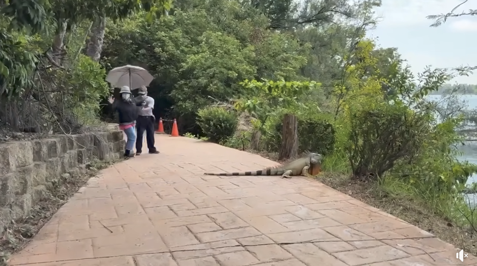 身長至少170公分的巨型綠鬣蜥出現在澄清湖，讓路過民眾看了嚇壞，差點跌倒。（圖／翻攝Joby臉書影片）