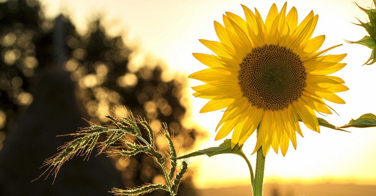 立夏4禁忌注意！專家曝開運撇步