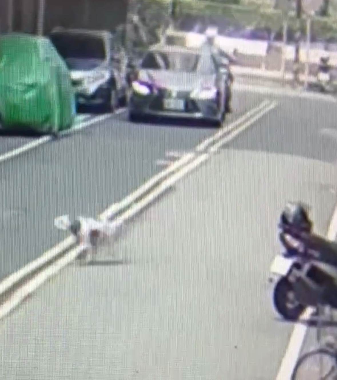 犬隻發現塑膠袋翻閱中