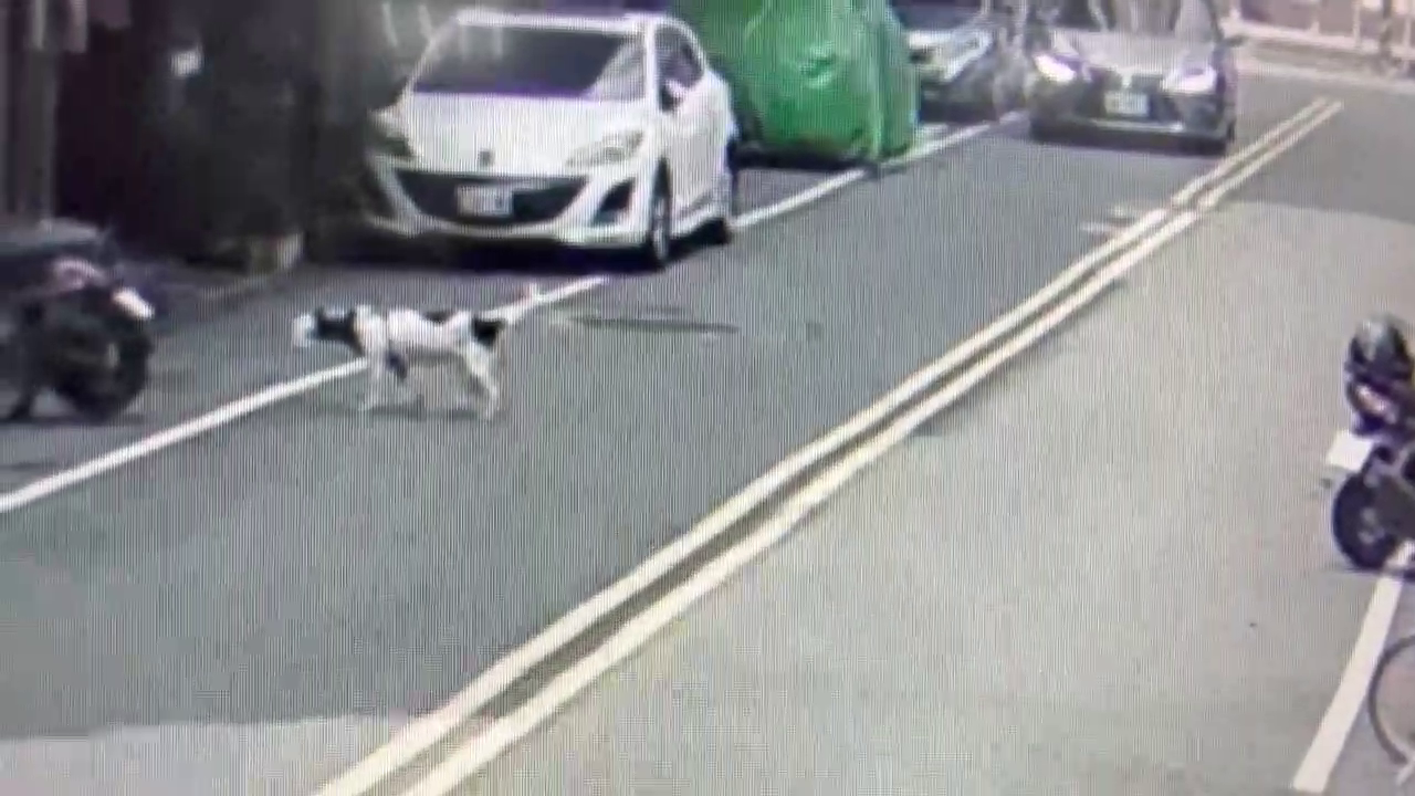 犬套塑膠袋折返回家