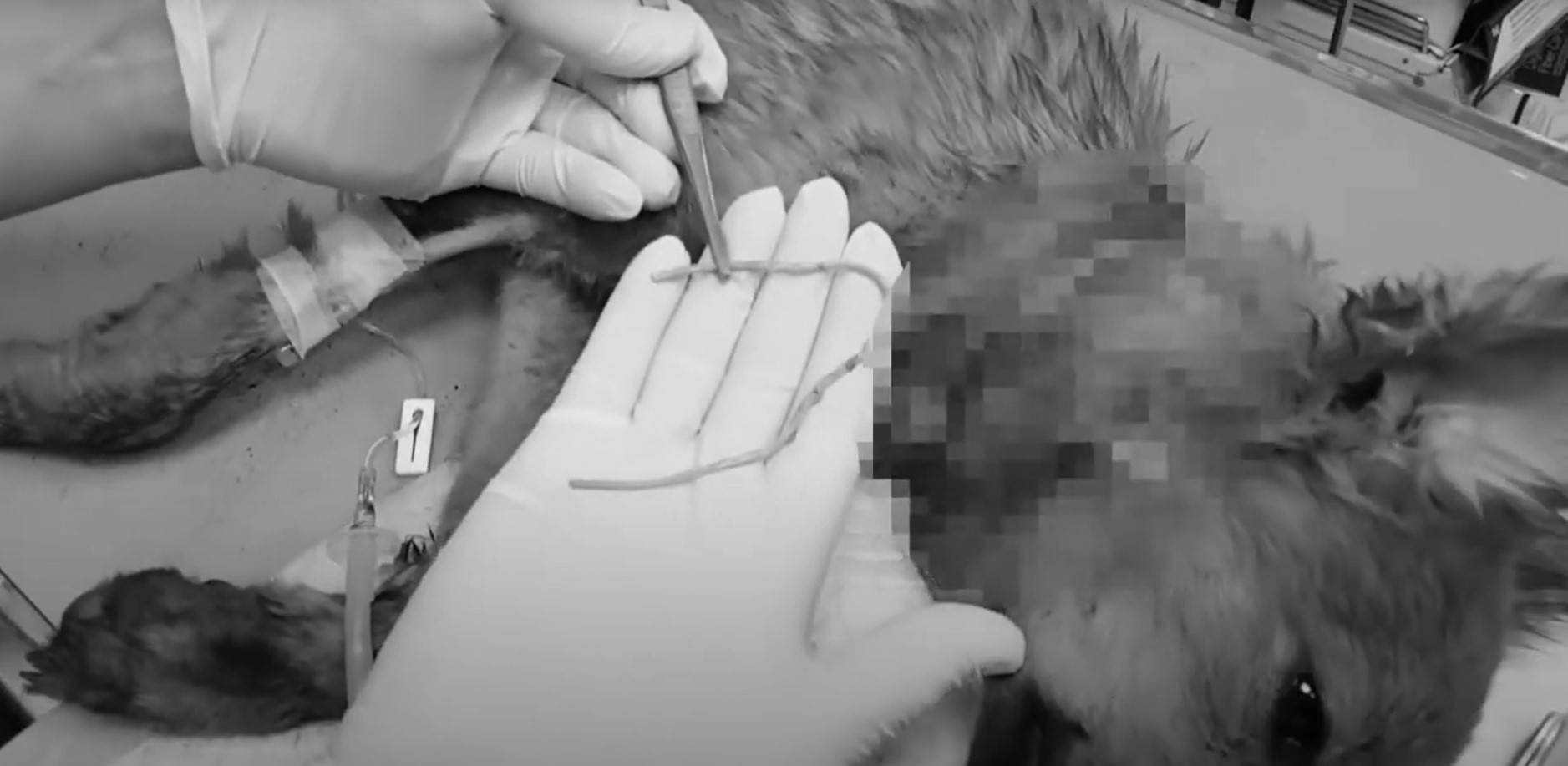 高雄幼犬誤遭橡皮圈勒喉頭身快分離