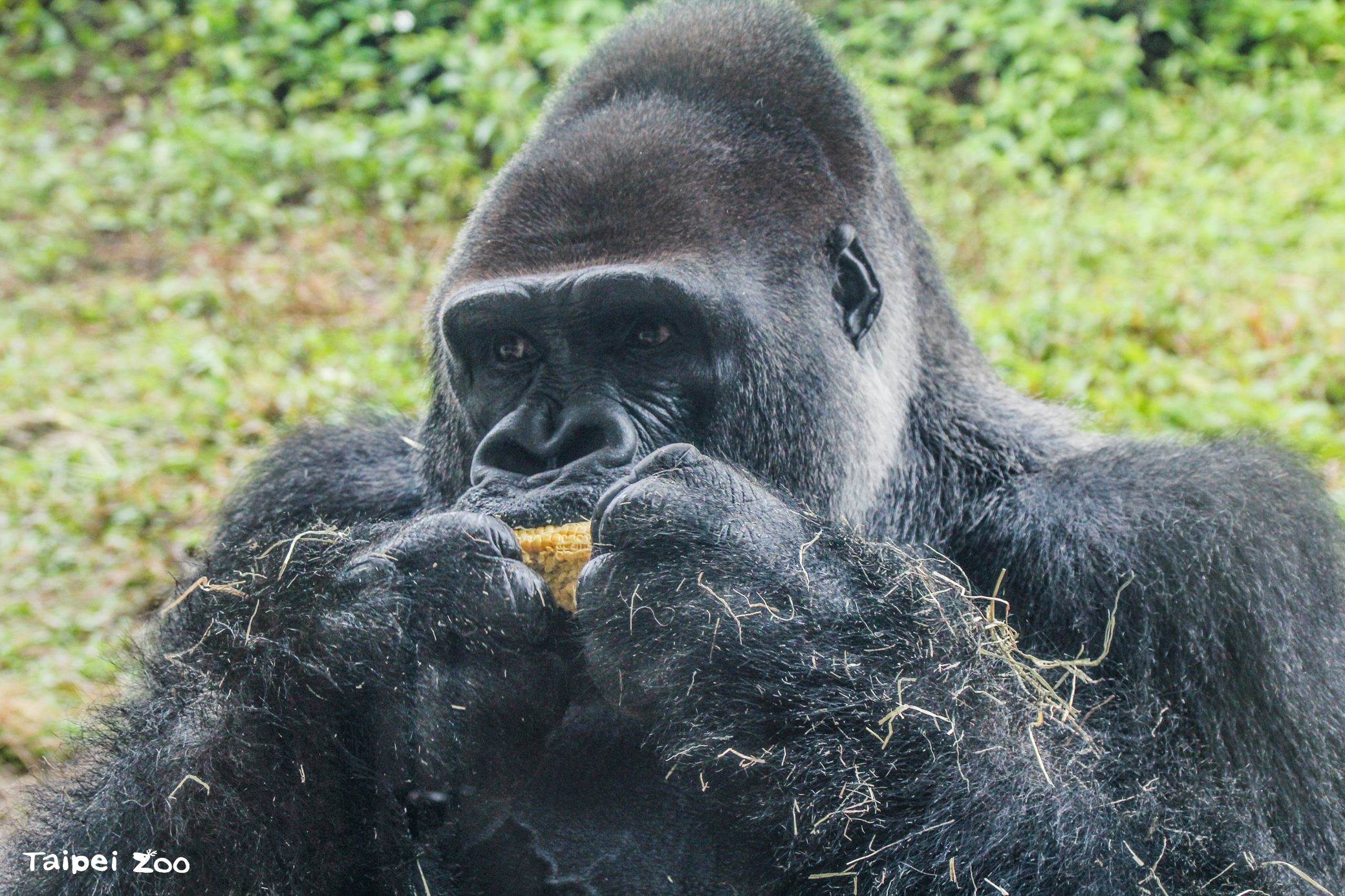 14444215-4a43-4f17-937c-f4cd543a8f7a