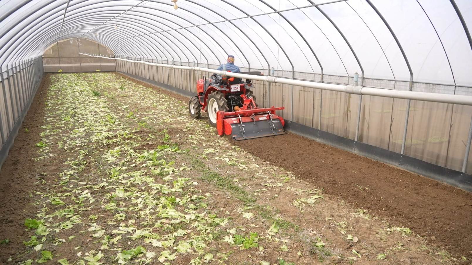  ▲ 採收後會立即進行三至四次的翻土作業，持續日曬到蟲卵消失。