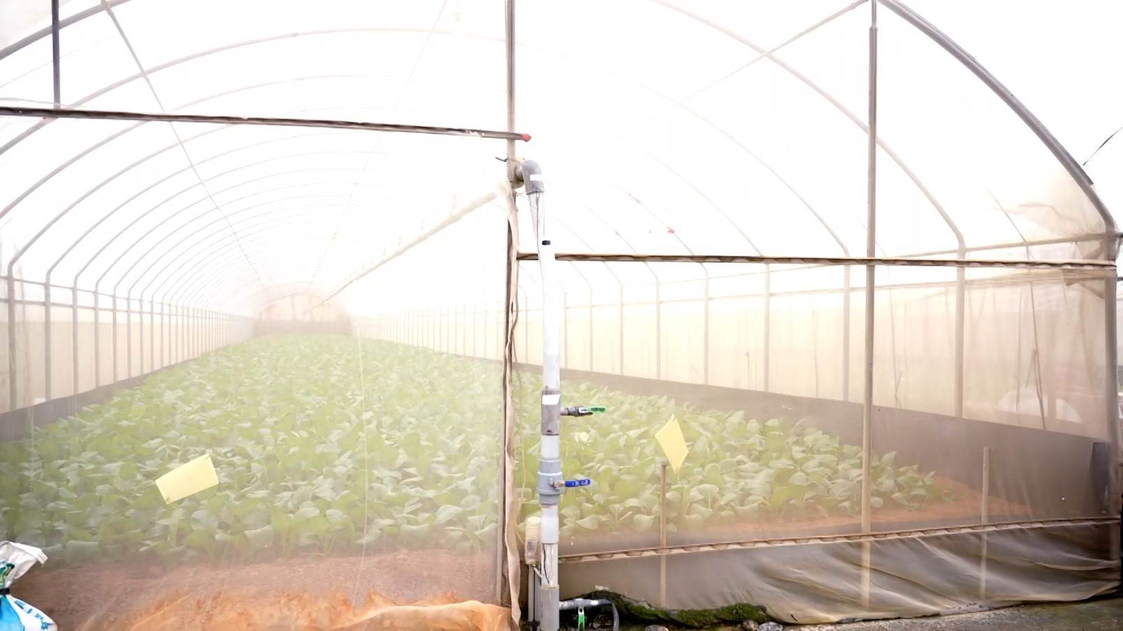 ▲使用高密度的紗窗製成溫室，杜絕小蟲進入。