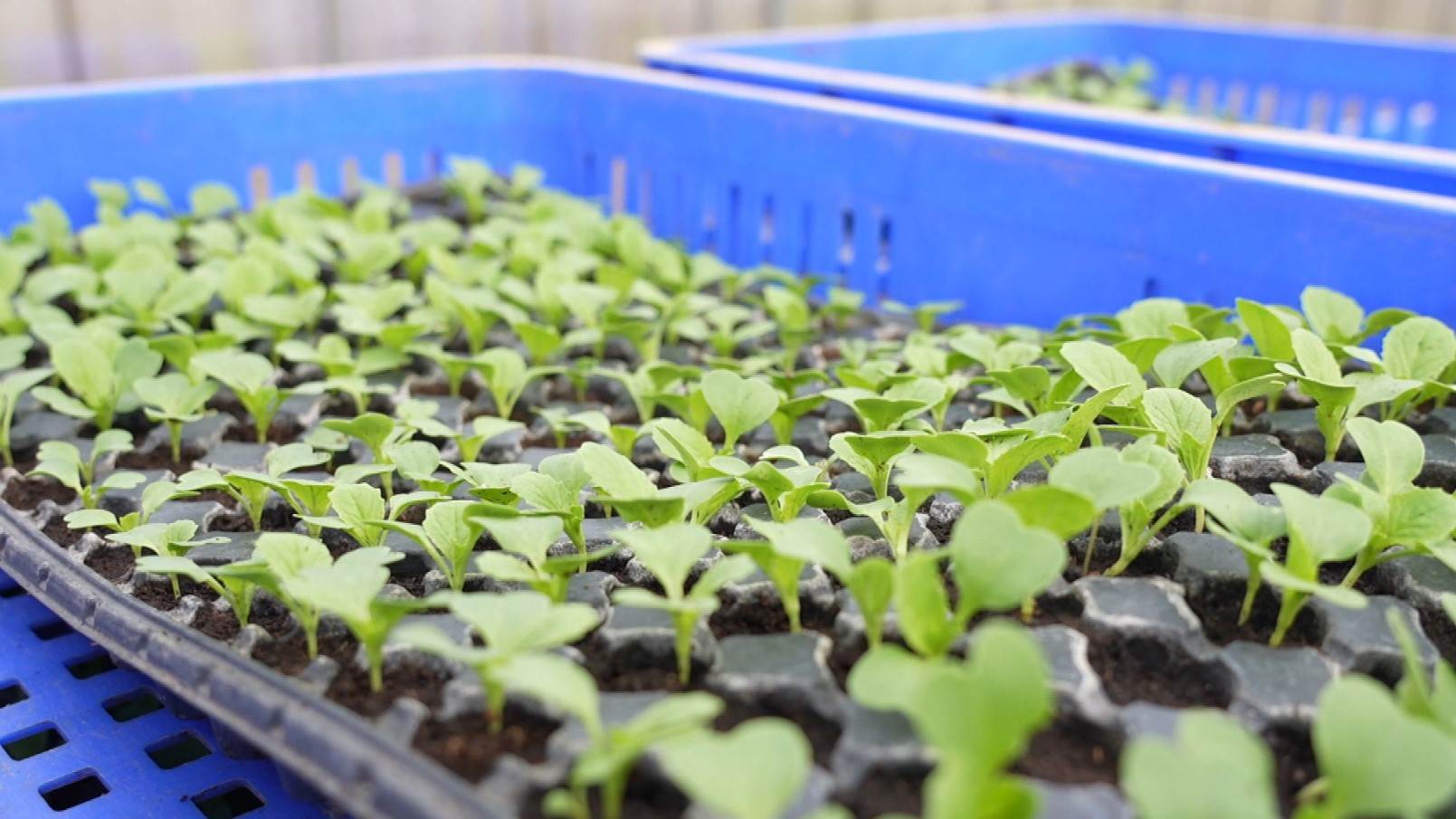 ▲經過育苗期的菜苗再移植到溫室，蔬菜生長的比雜草快，便能減少草害。