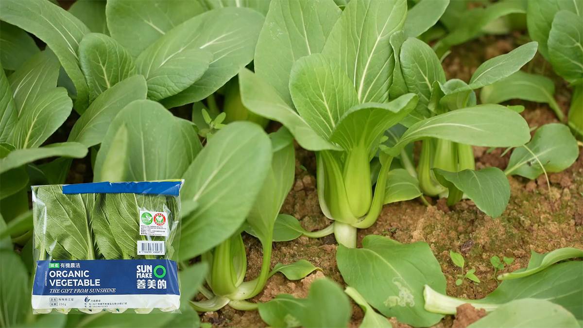 ▲青江菜的葉柄特別肥厚，葉片橢圓平滑如湯匙,，因而被稱為「湯匙仔菜」。