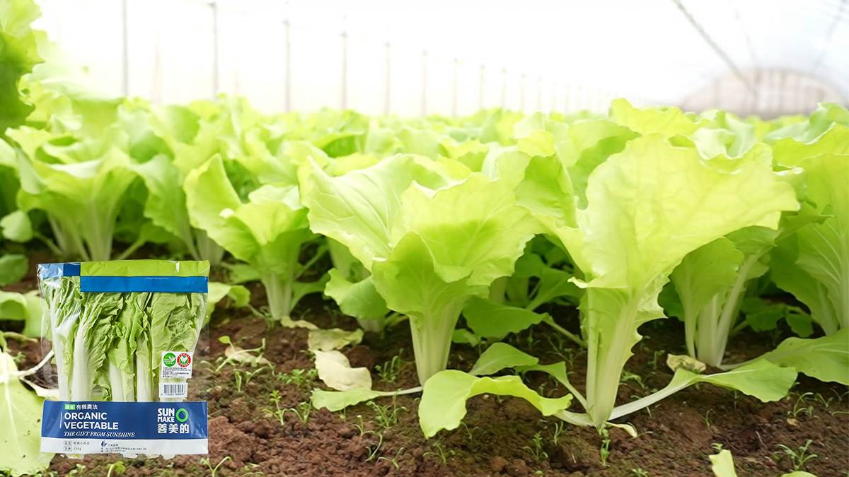 ▲小白菜全年可栽種，也是颱風過後最快可復耕採收的葉菜之一。