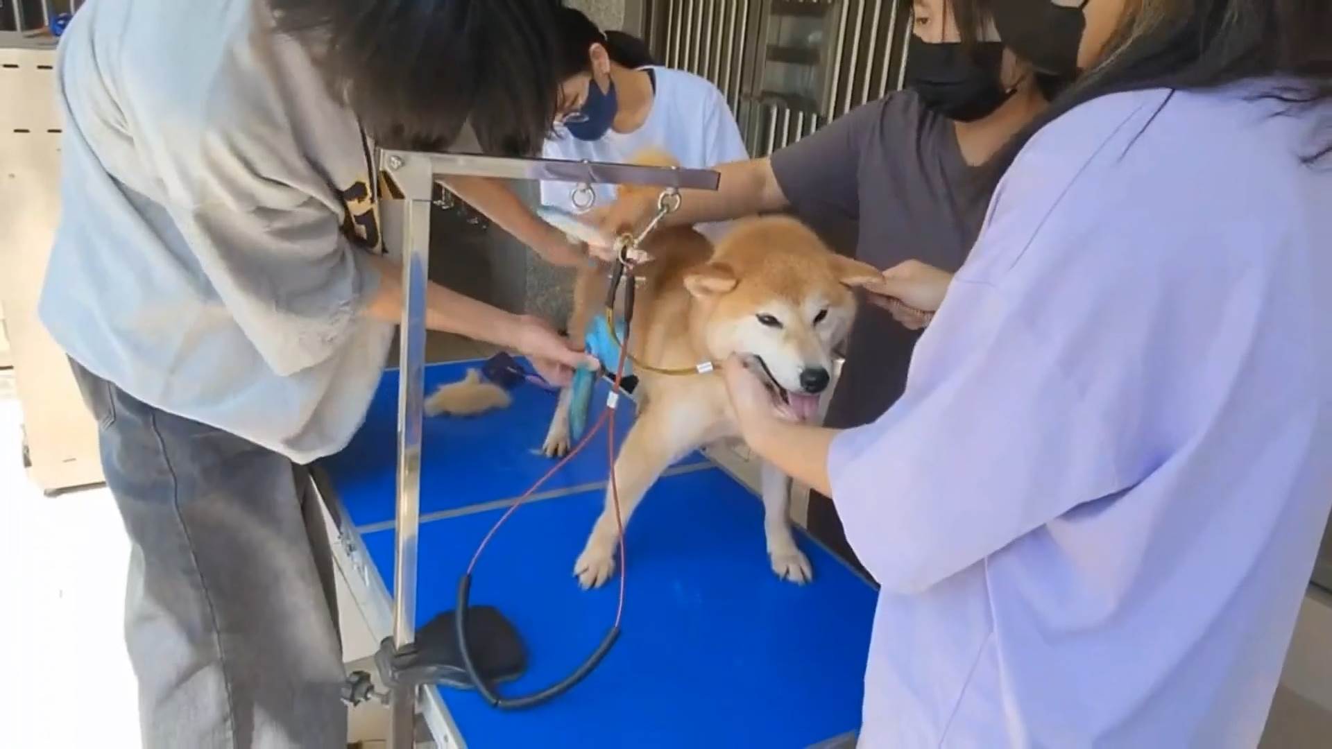 #1_Channel 3---2025_05_16---12_10_40---H264  8 bit---256---split003.mp4_snapshot_02.41.201