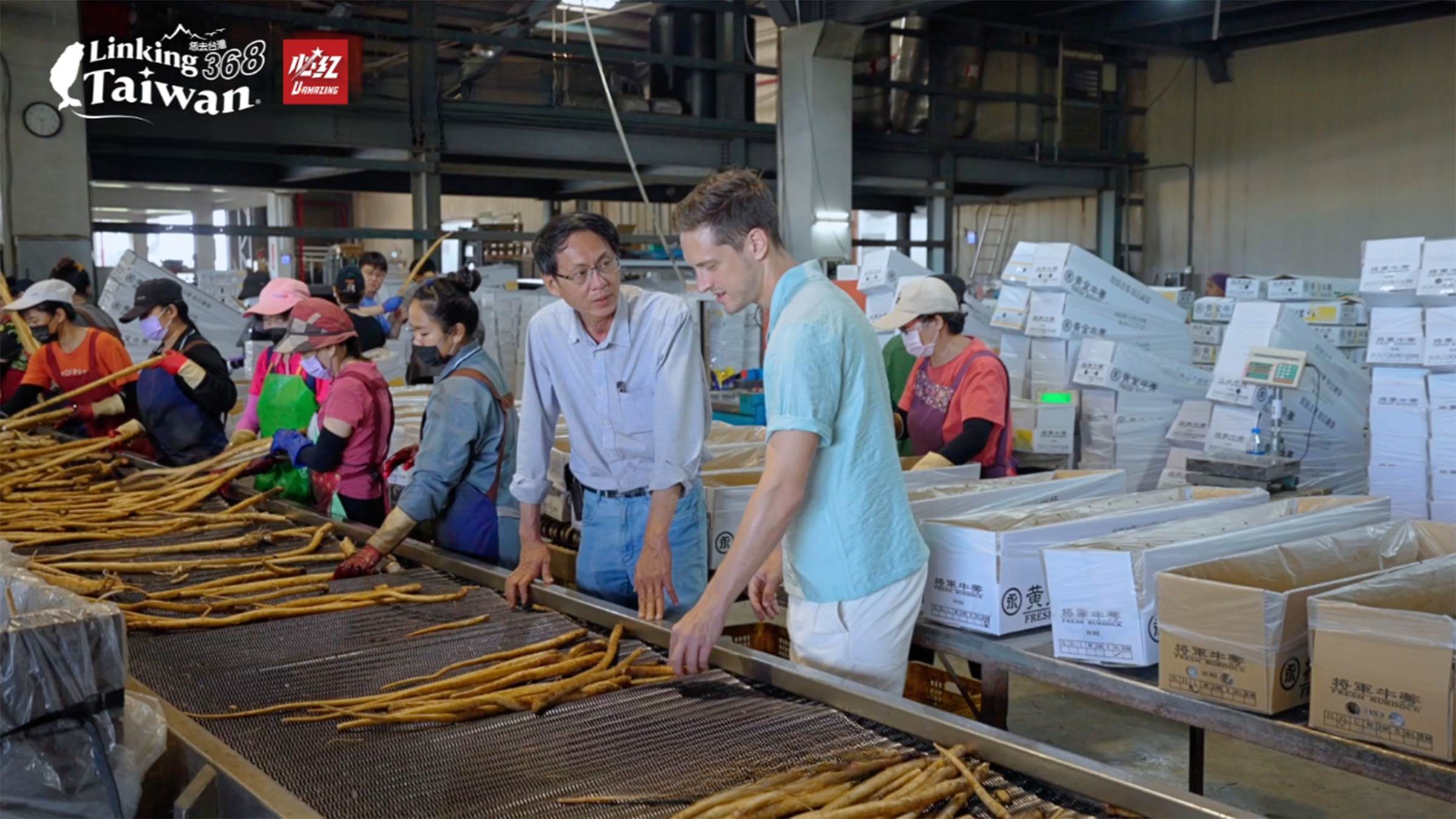 牛蒡是一種非常養生的食材，被譽為是蔬菜之王、窮人的人蔘。將軍區擁有全台灣最大面積的牛蒡栽種基地，不僅品質優良，也是在地農業的重要特色之一。（圖／《Linking 368 Taiwan 恁去台灣》提供）