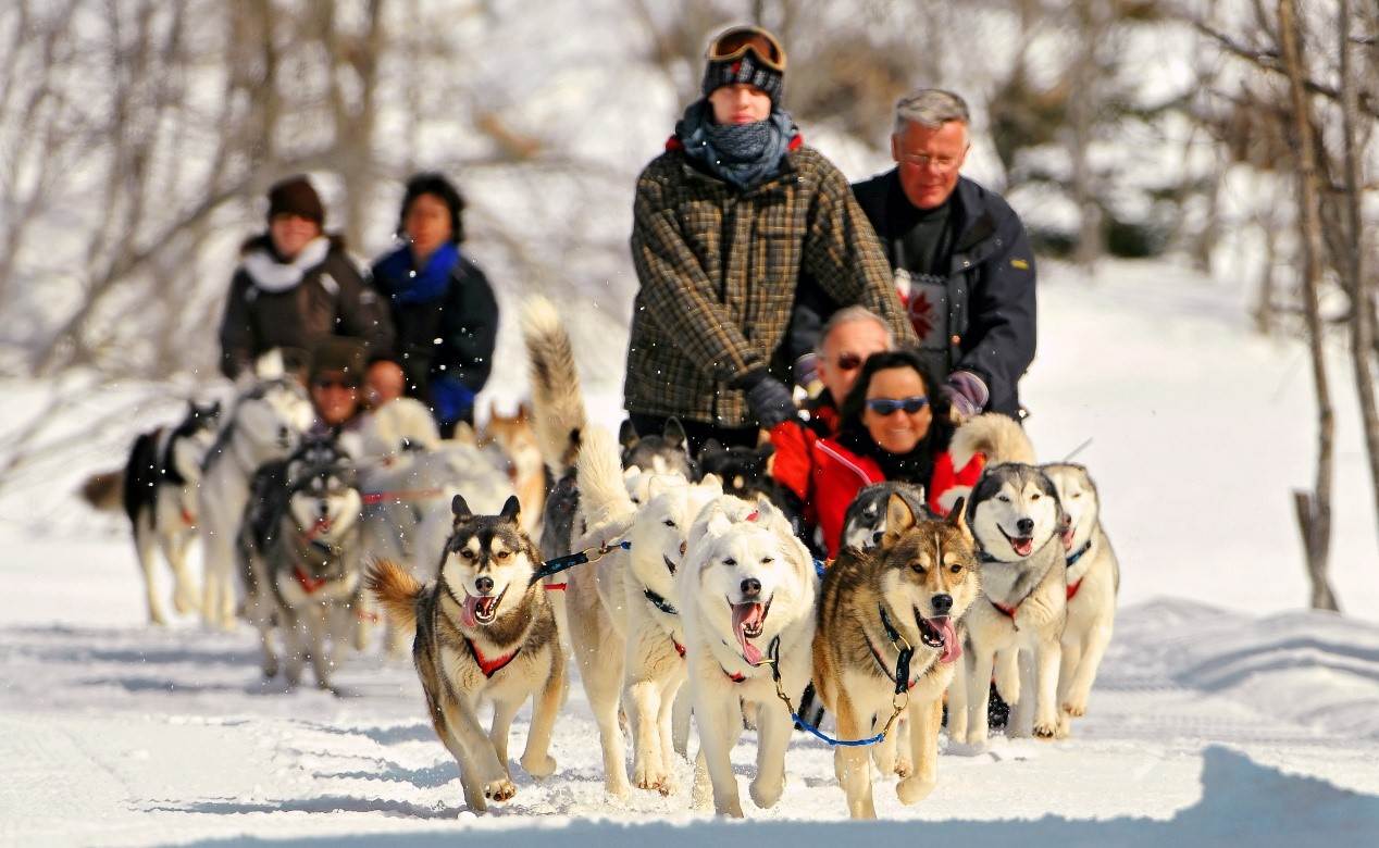 哈士奇雪橇及馴鹿雪橇體驗。(圖/找到了旅行社提供)