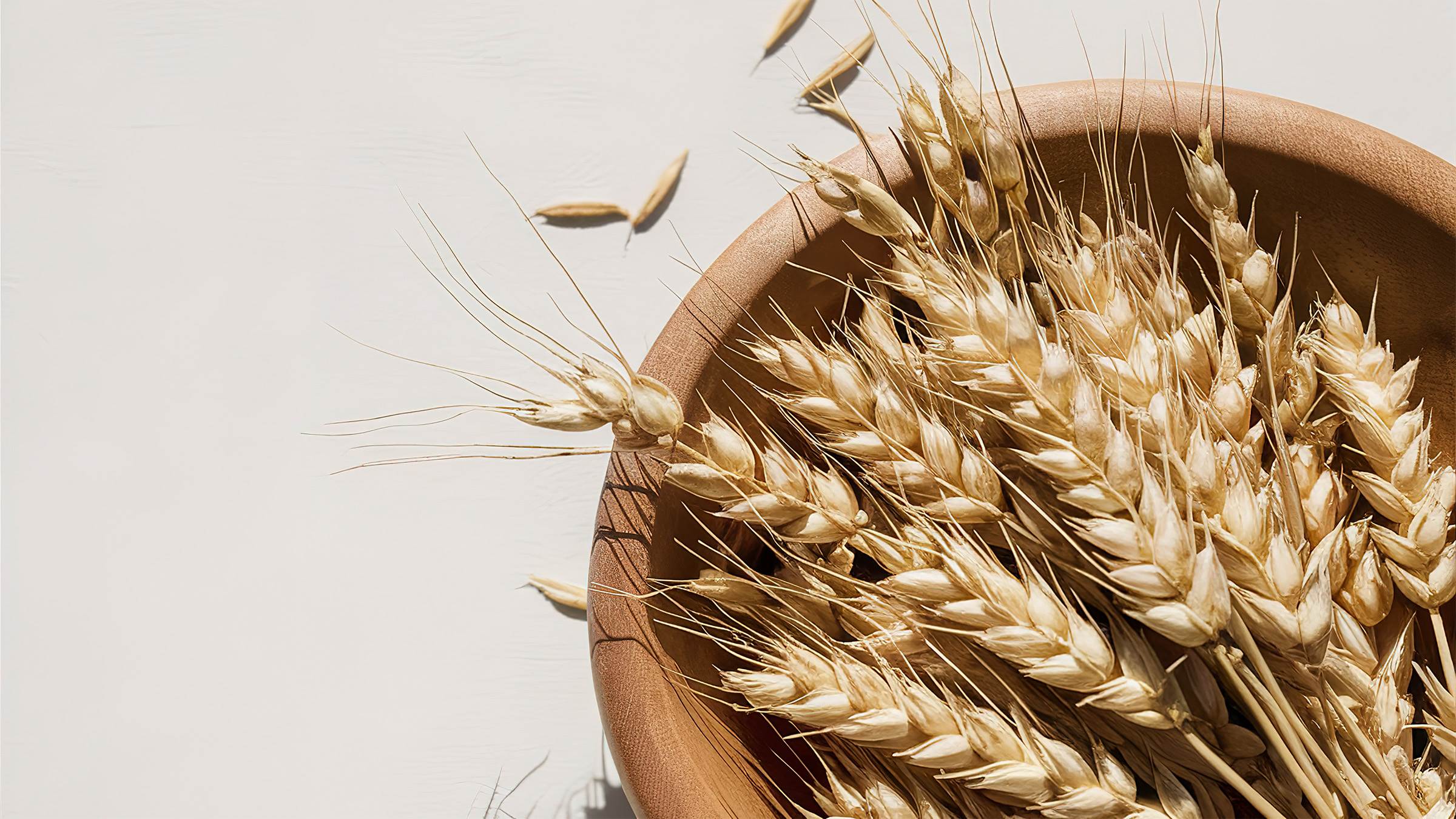 今年回歸的「貴婦孅奶茶」在配方上升級，添加來自大麥芽萃取的專利「轉糖麥」。（圖／東森新聞）