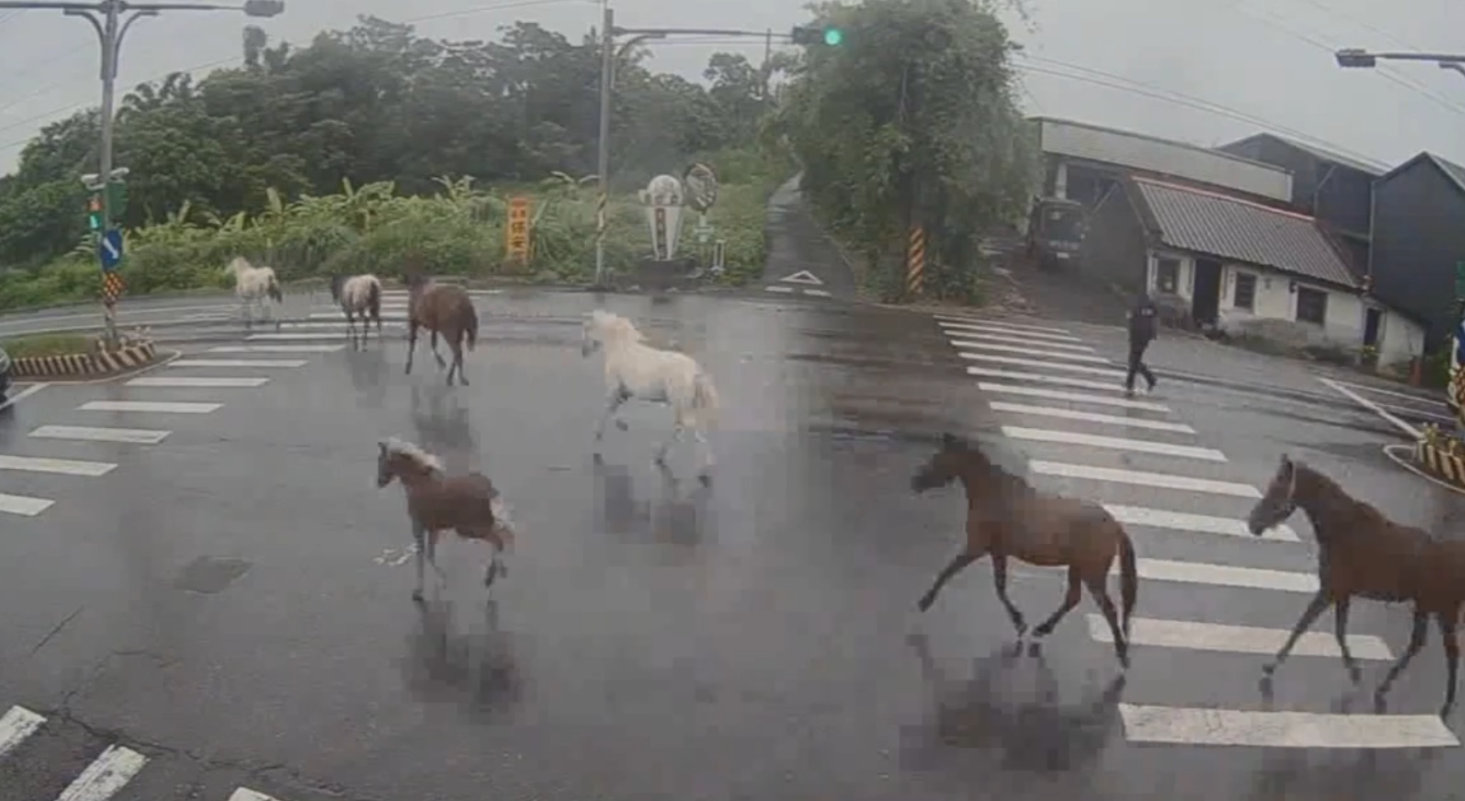 七匹馬在路上奔跑,警方獲報趕緊交管,幸未發生事故。翻攝畫面