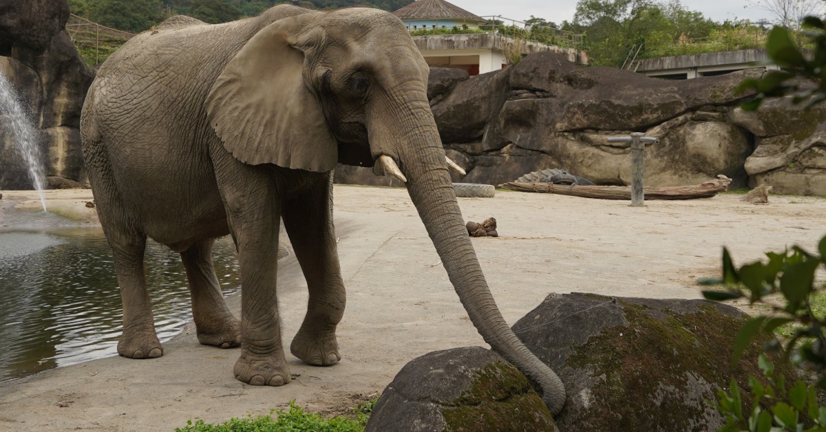 1986入台北市立動物園的非洲象美代於今（6）日晚間逝世。（圖／台北市立動物園提供）