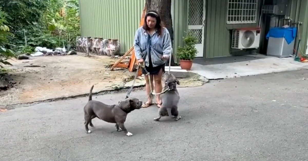 獨家／惡霸犬被沒入找友認養回來 飼主：因為捨不得