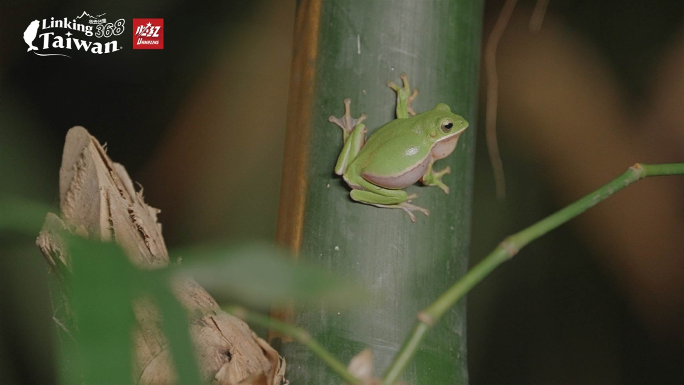 諸羅樹蛙主要棲息在雲嘉南一帶,是台灣特有種,主要棲息在竹林、果園、農田等低窪積水處,其中高達70%的諸羅樹蛙都生長在大林鎮的烏殻綠竹筍竹林裡喔。(圖/《恁去台灣》提供)