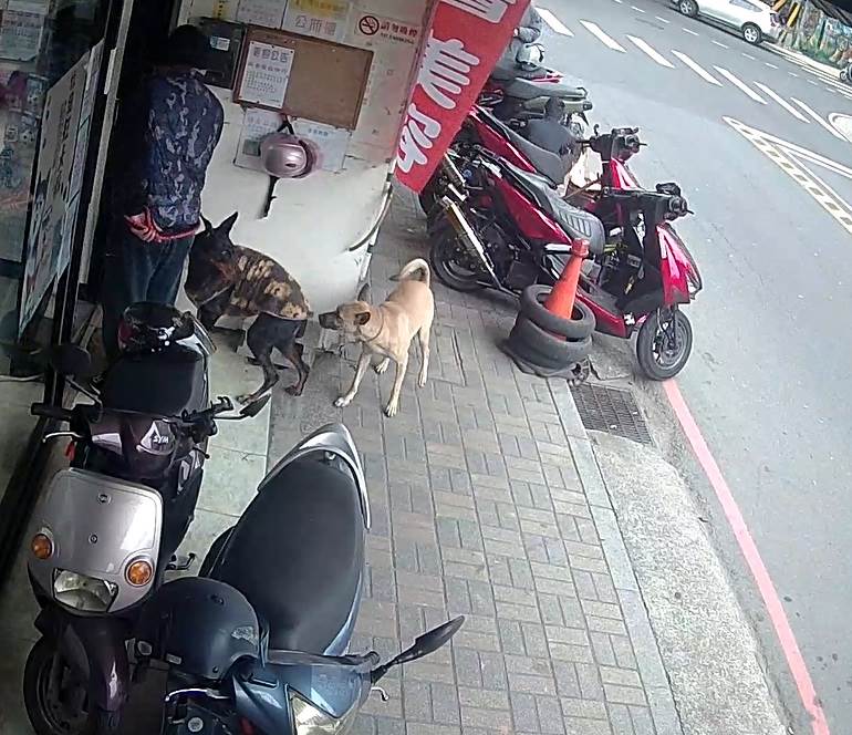 飼主犬隻未繫繩騷擾其他犬隻，造成困擾。